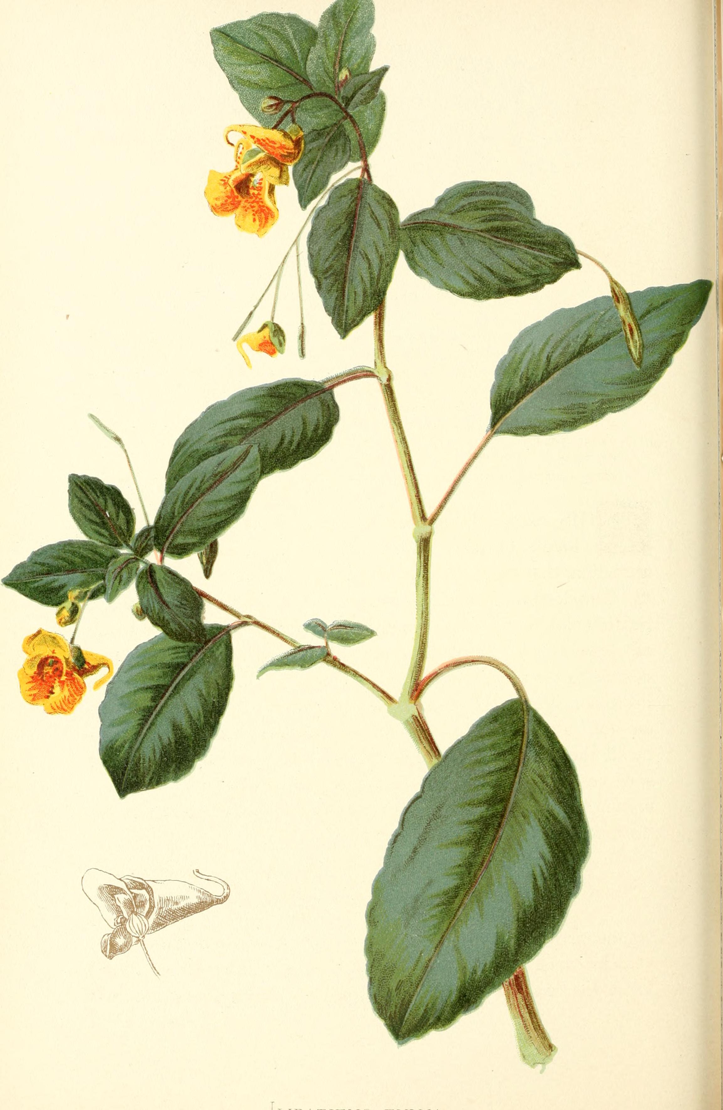 no full size  illustration available (3a)