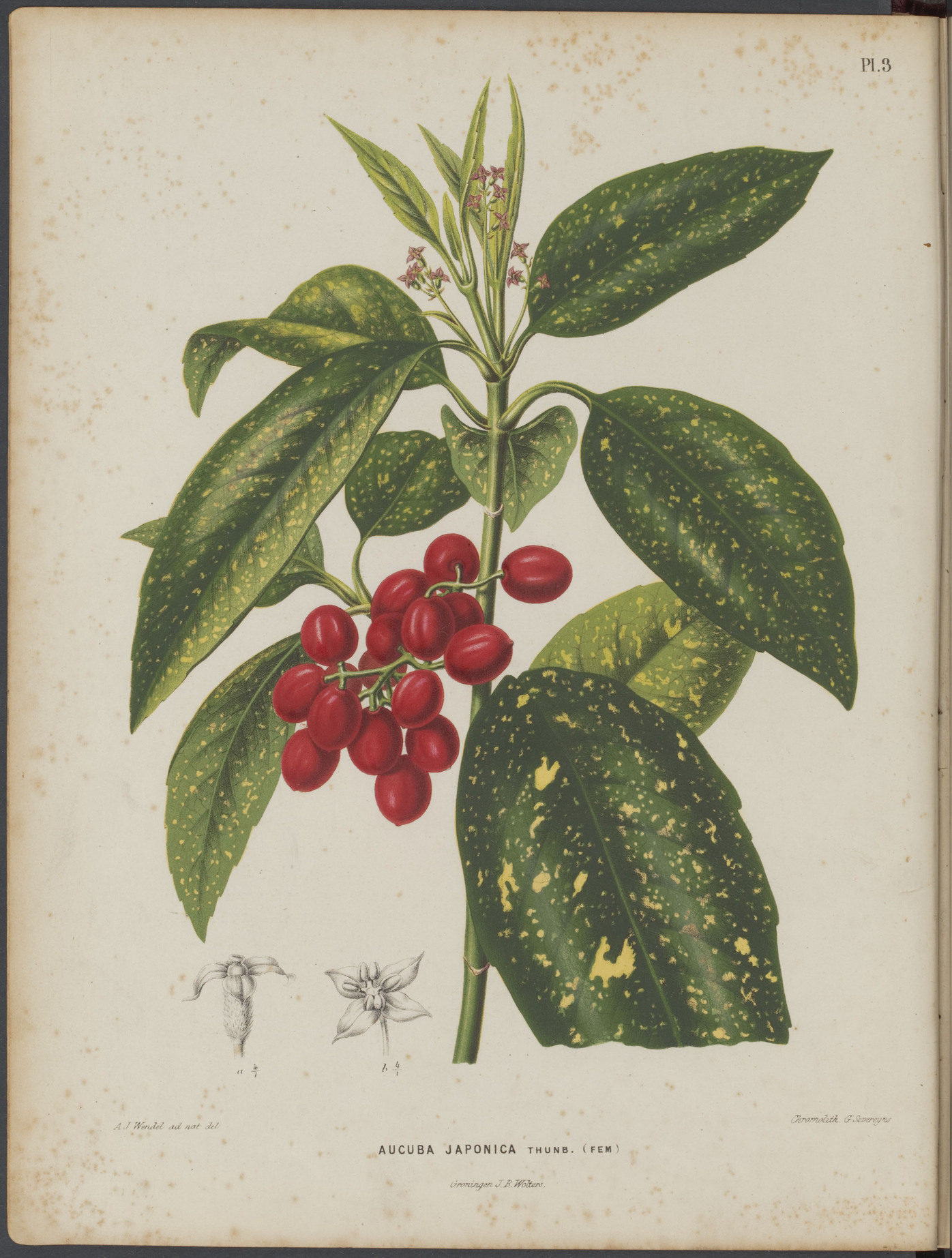 no full size  illustration available (3a)