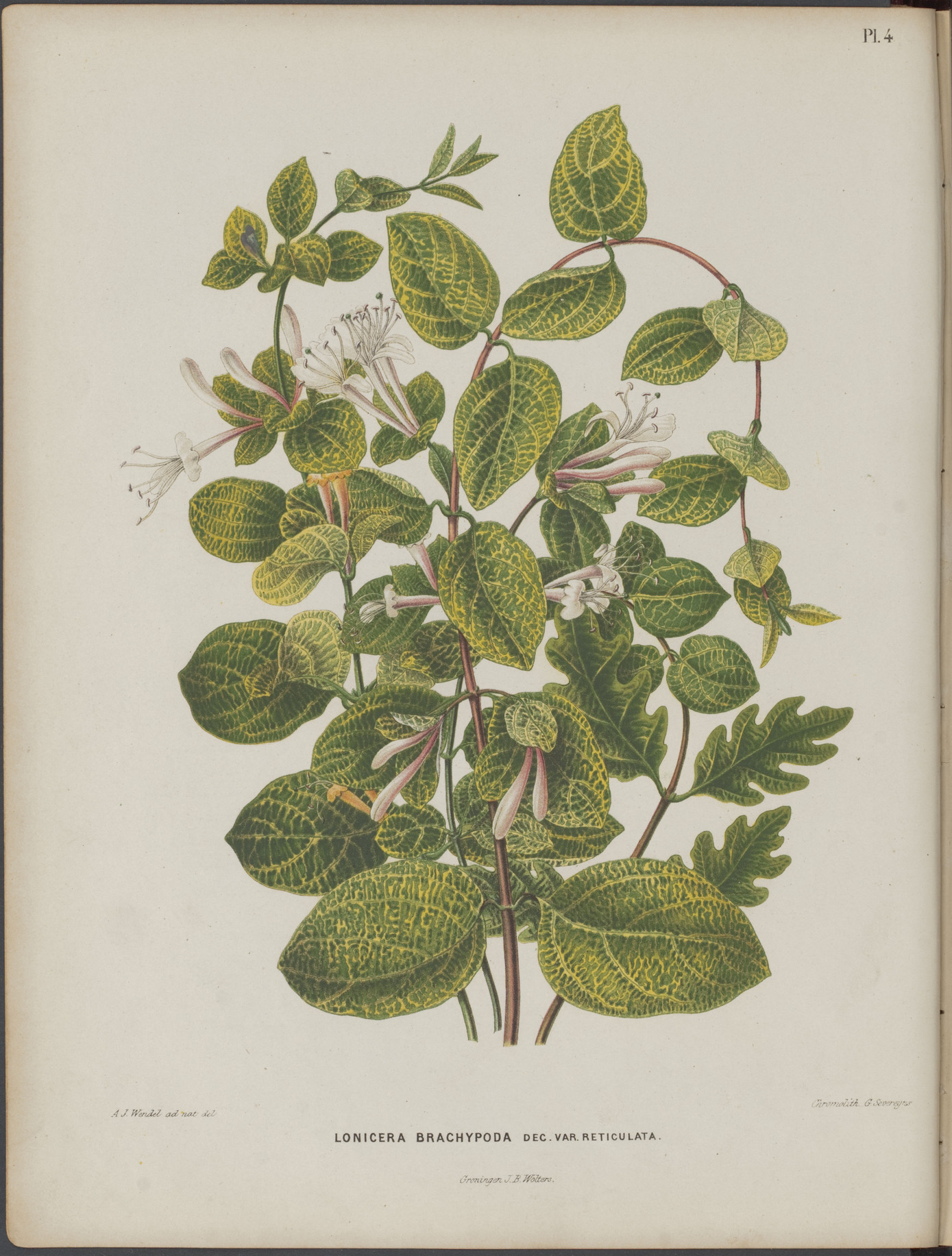 no full size  illustration available (3a)