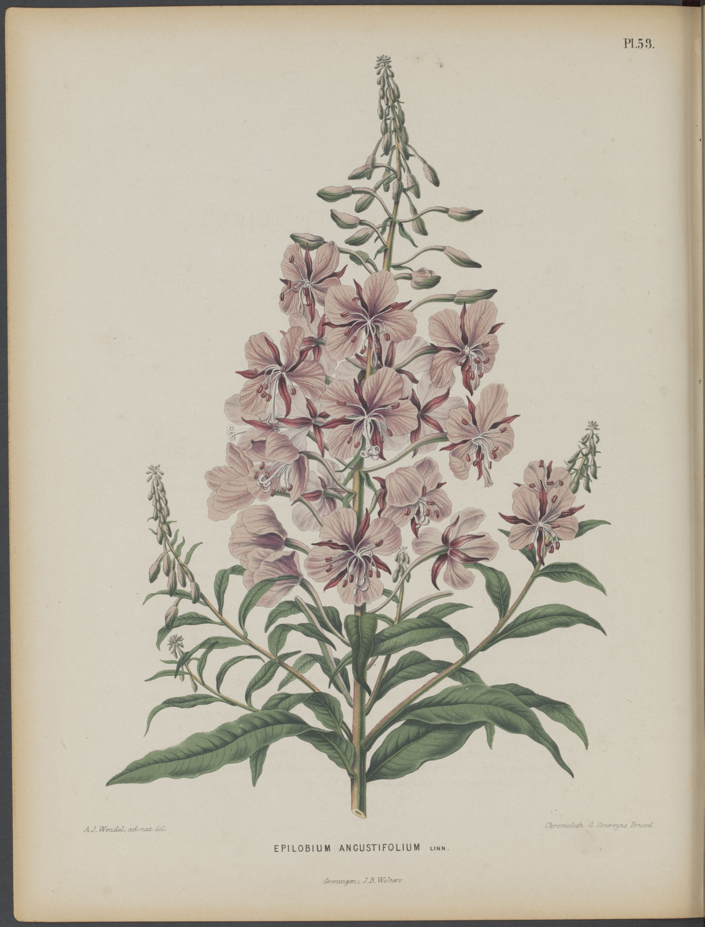 no full size  illustration available (3a)