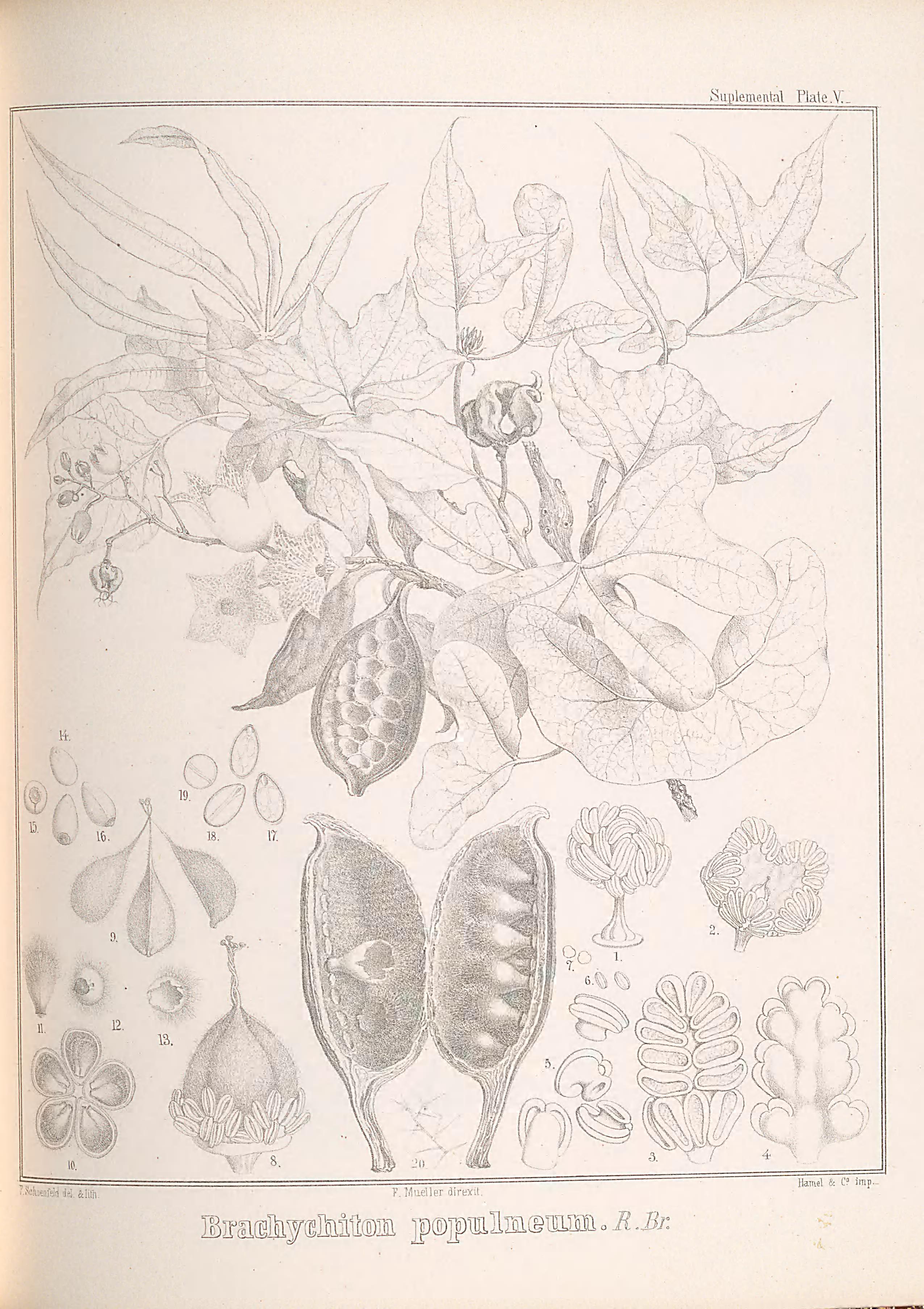 no full size  illustration available (3a)