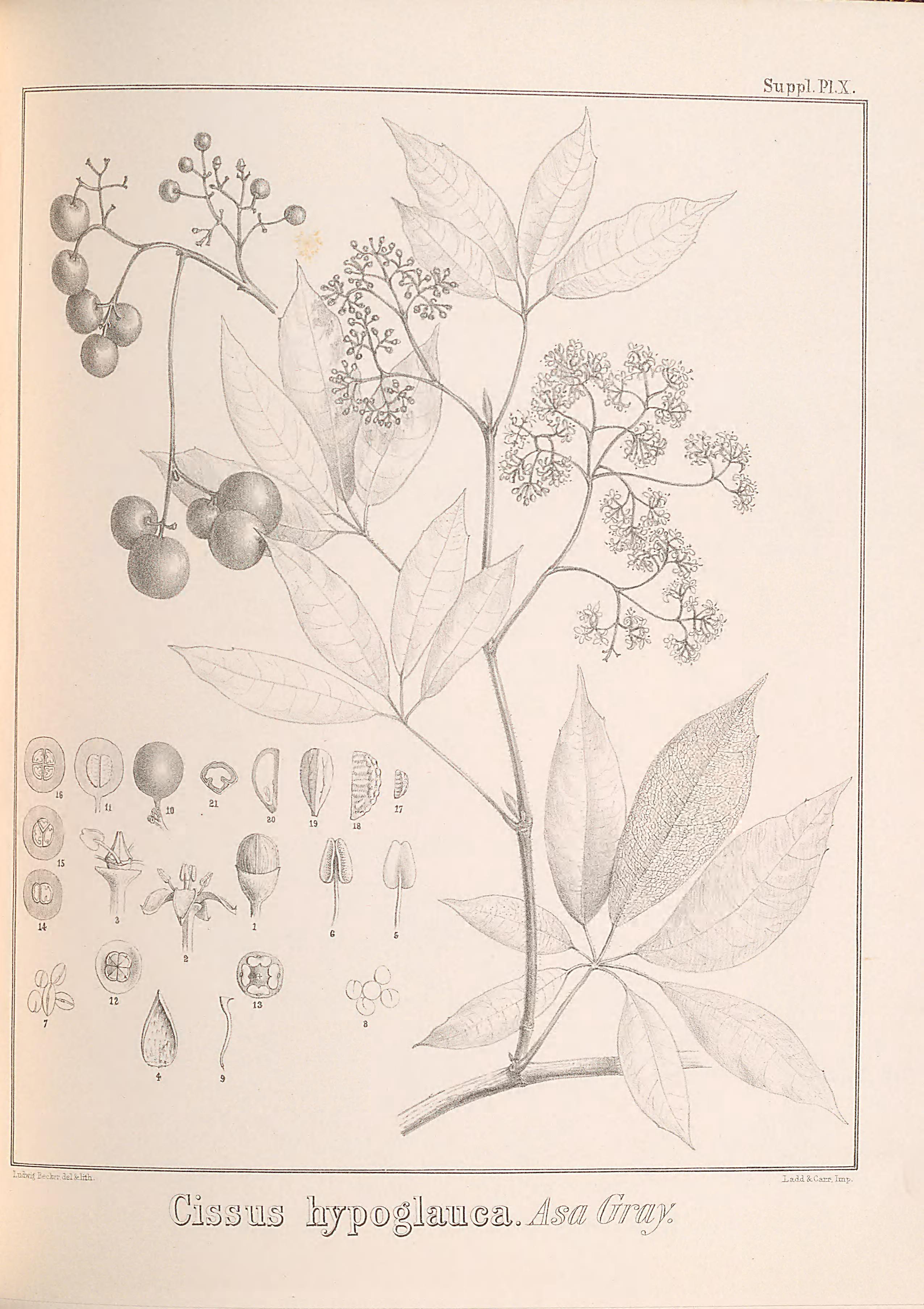 no full size  illustration available (3a)