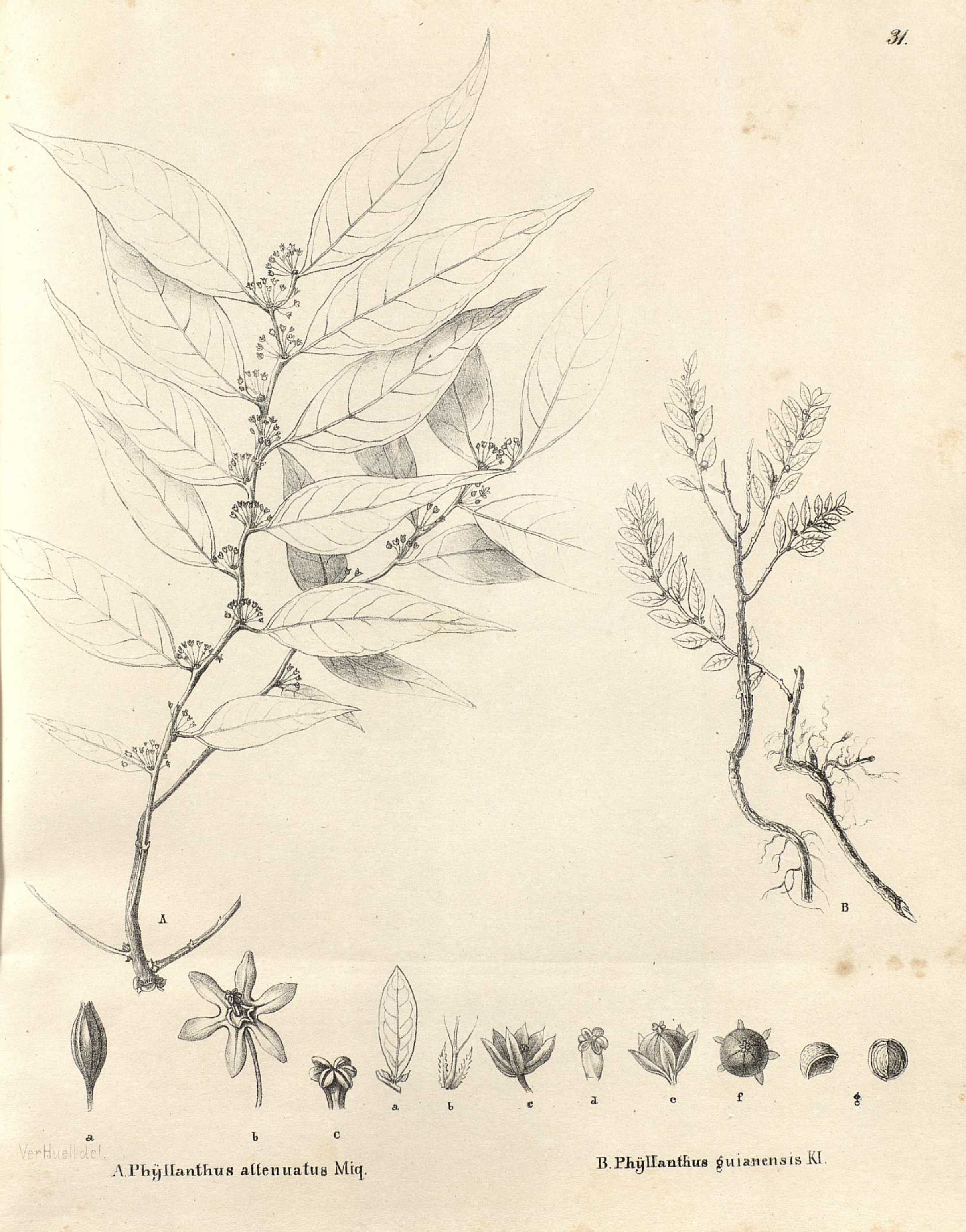 no full size  illustration available (3a)