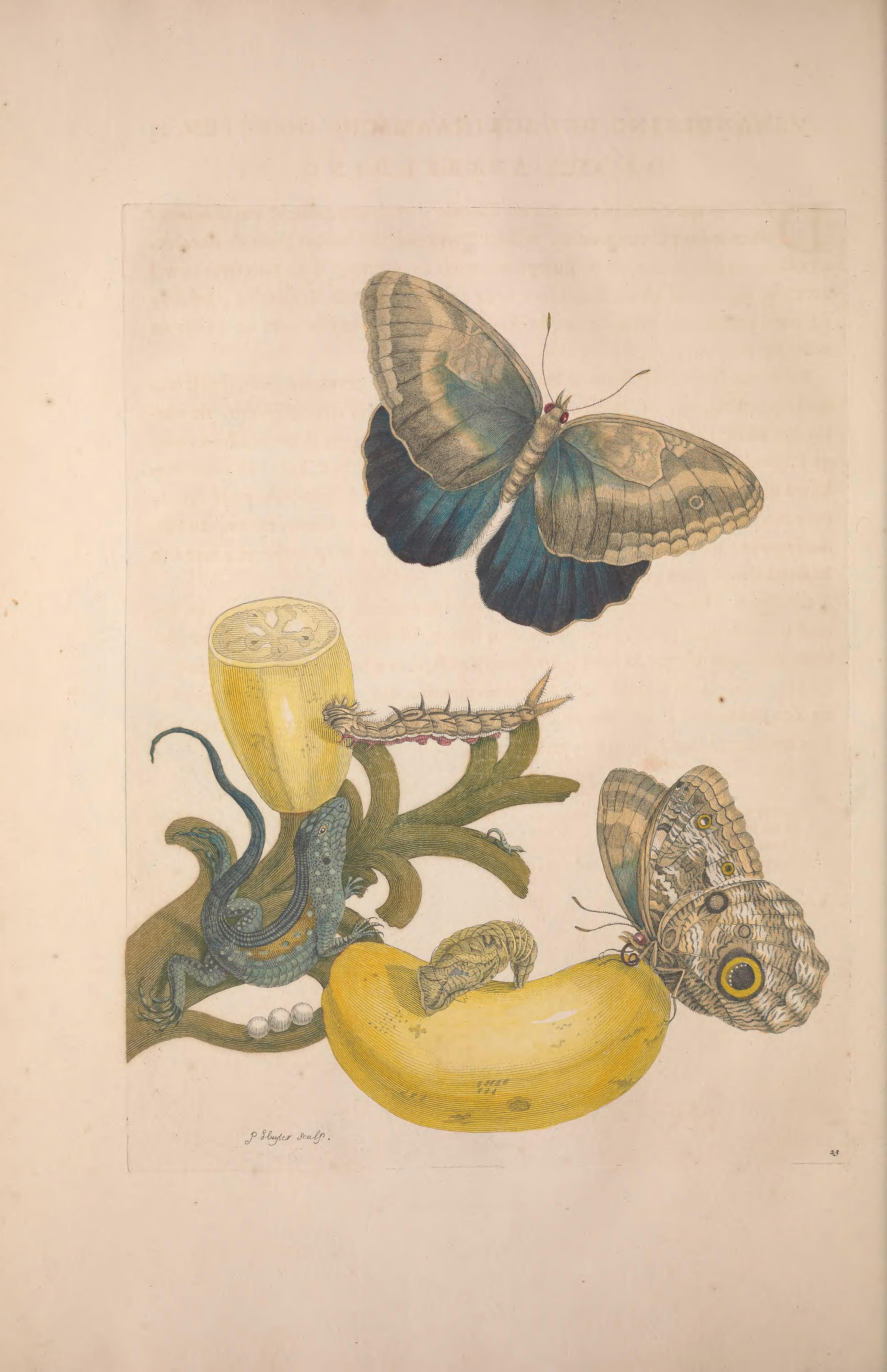 no full size  illustration available (3a)