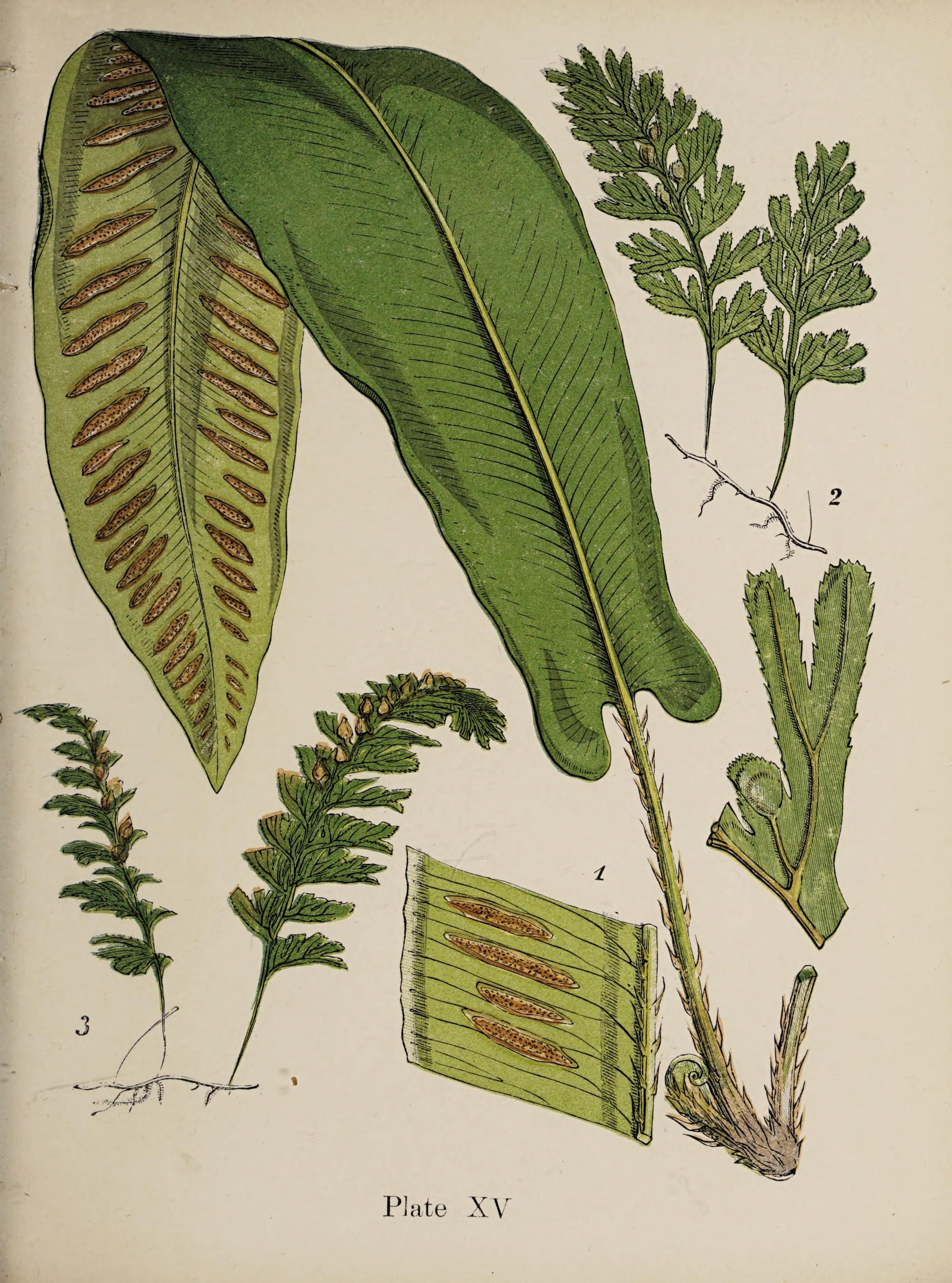 no full size  illustration available (3a)