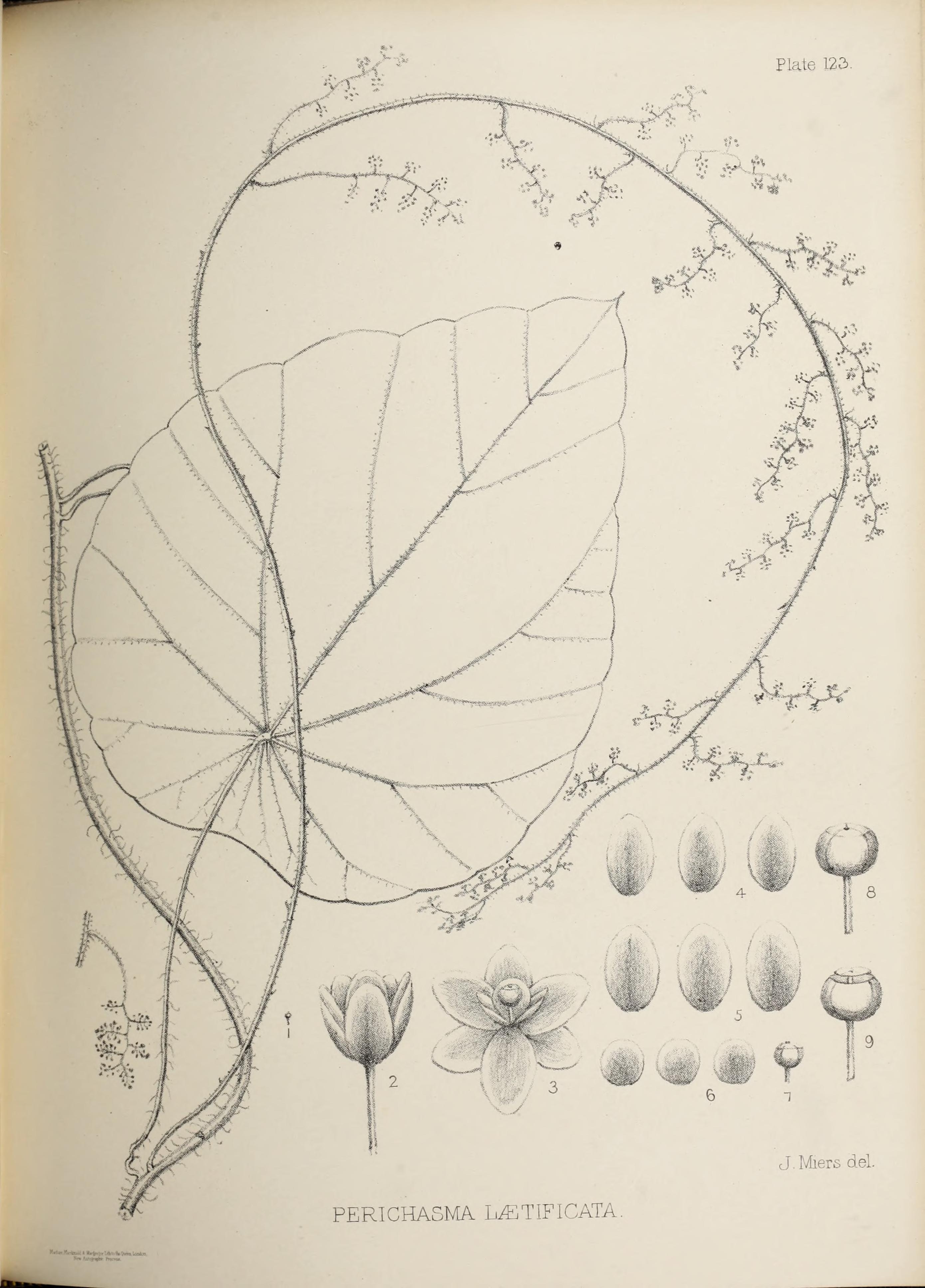 no full size  illustration available (3a)