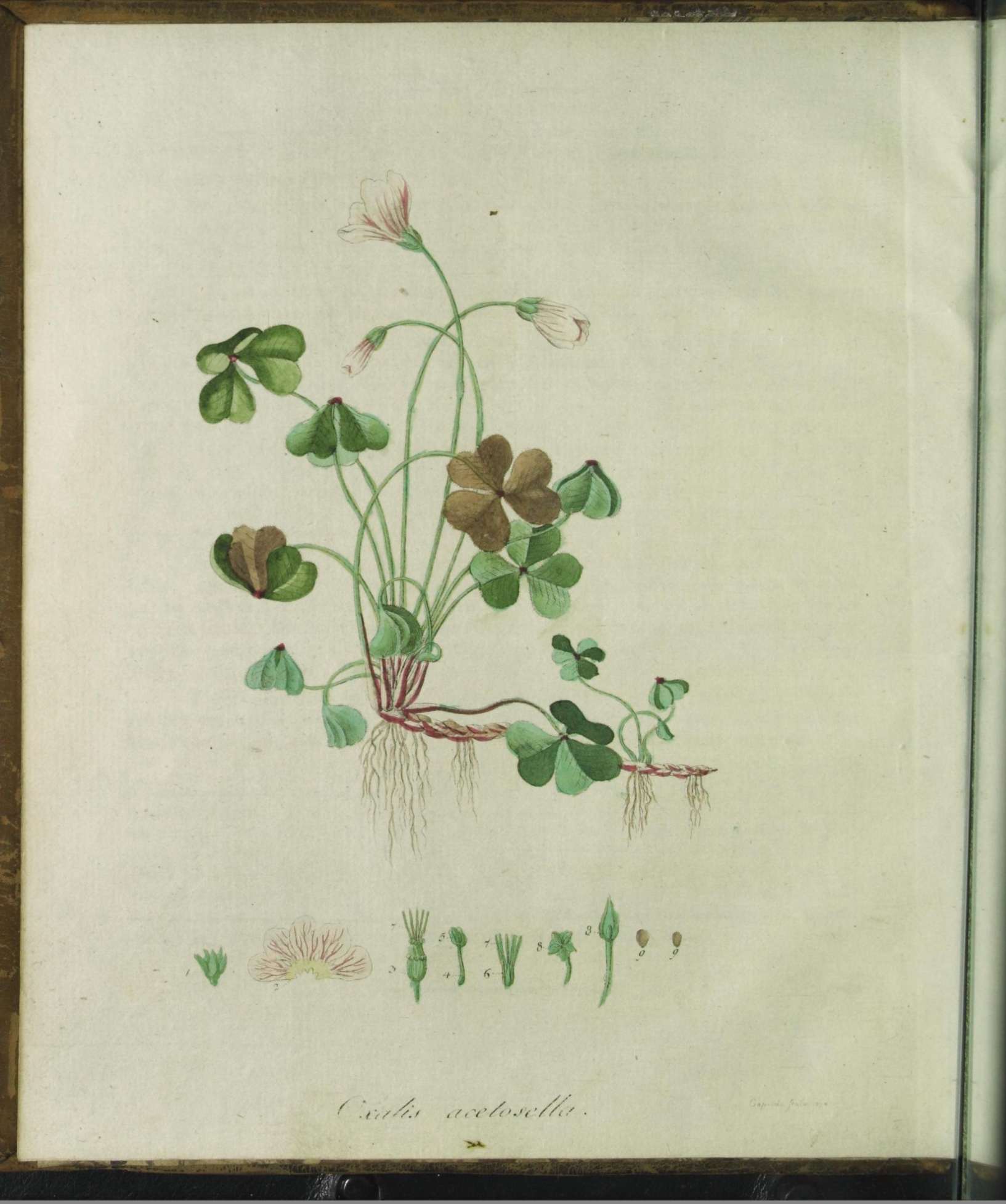 no full size  illustration available (3a)