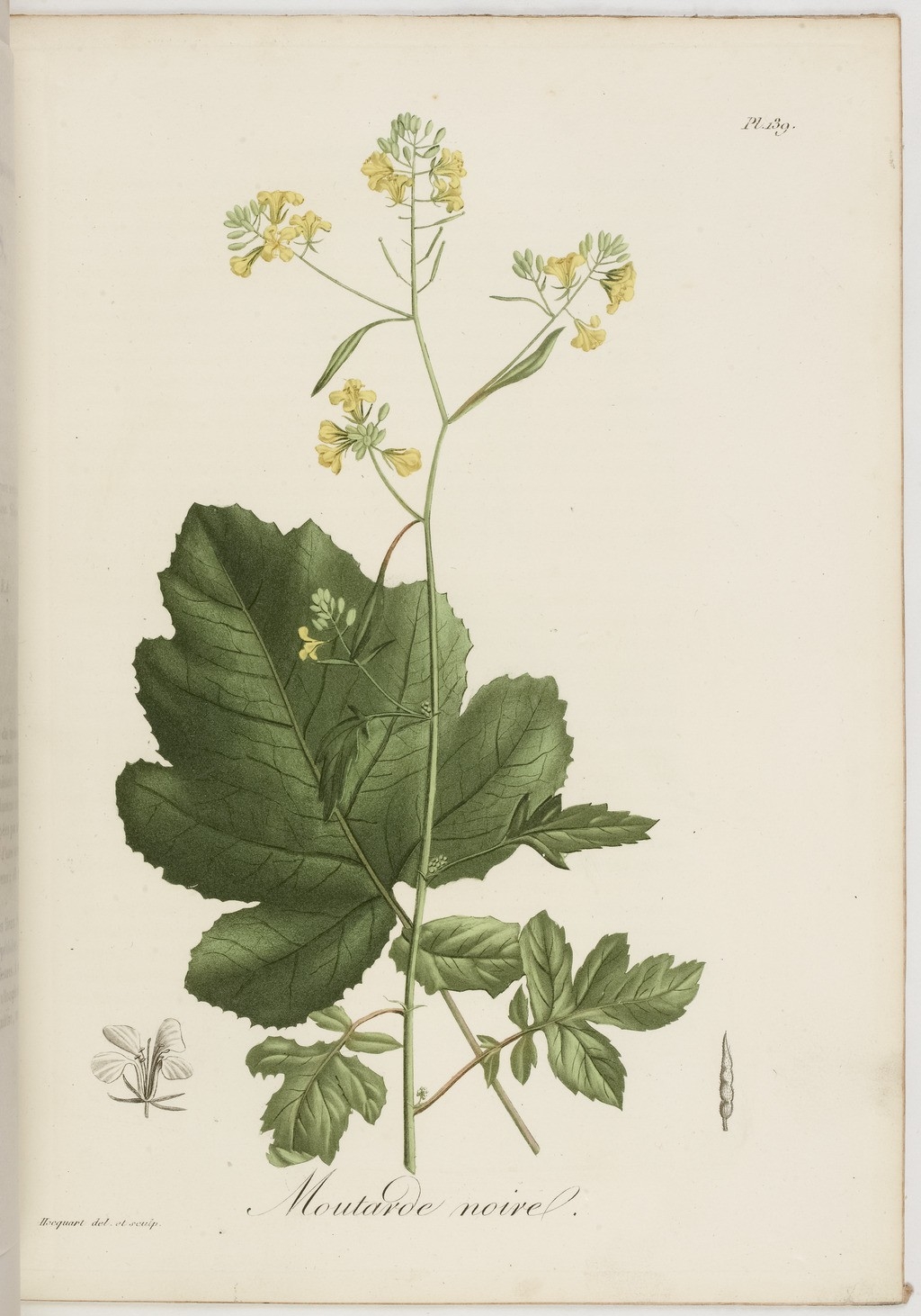 no full size  illustration available (3a)