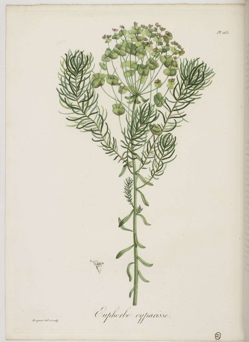 no full size  illustration available (3a)