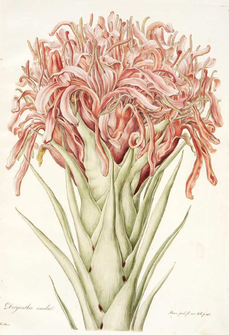 no full size  illustration available (3a)