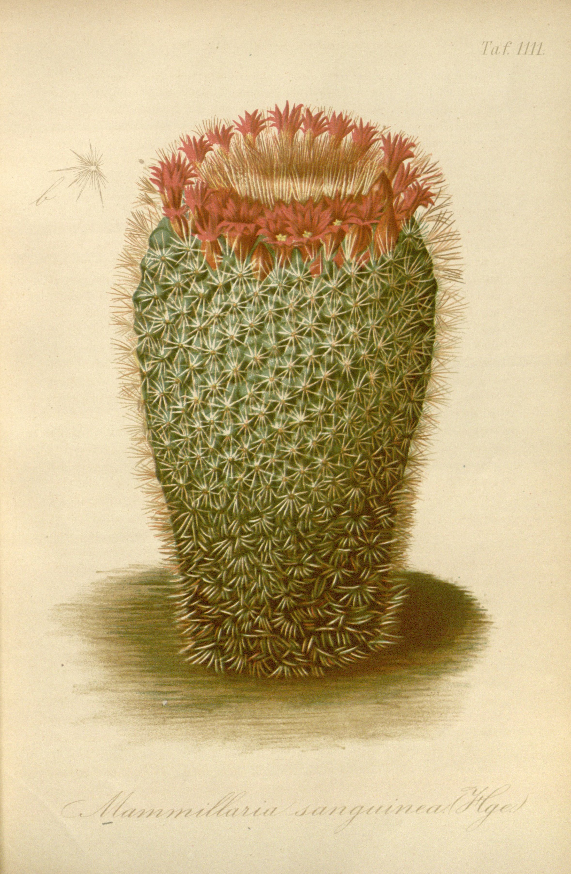 no full size  illustration available (3a)