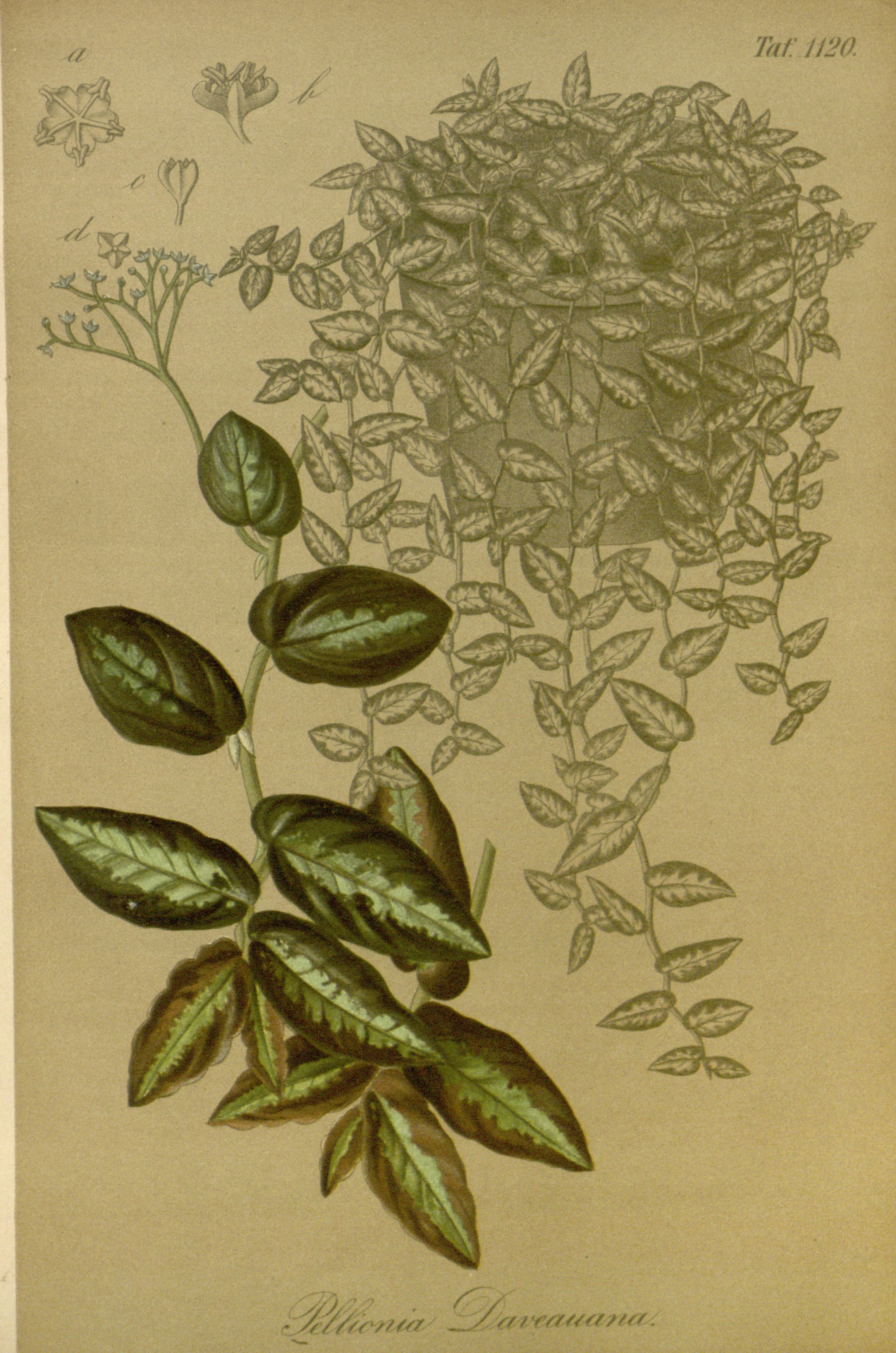 no full size  illustration available (3a)