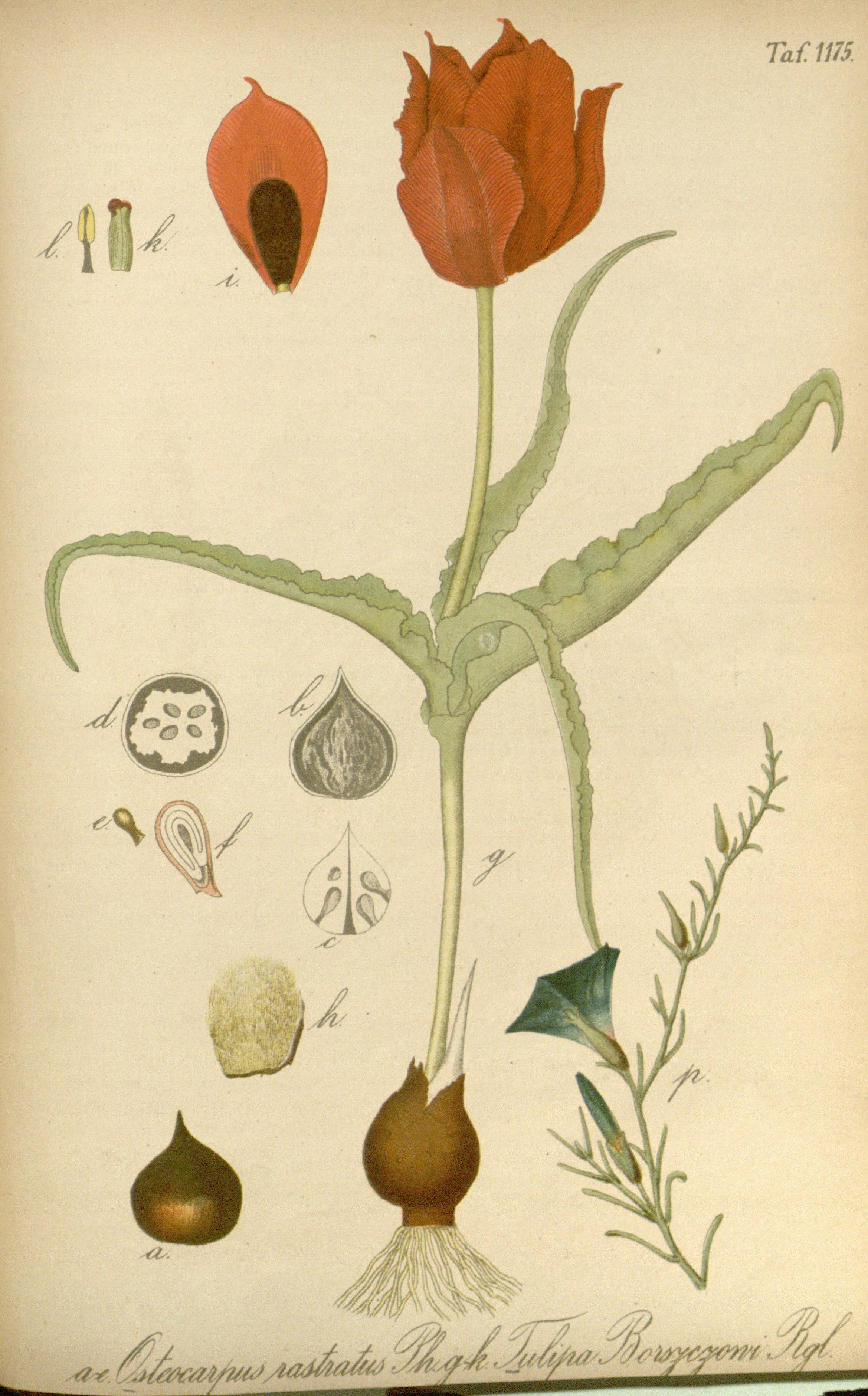 no full size  illustration available (3a)