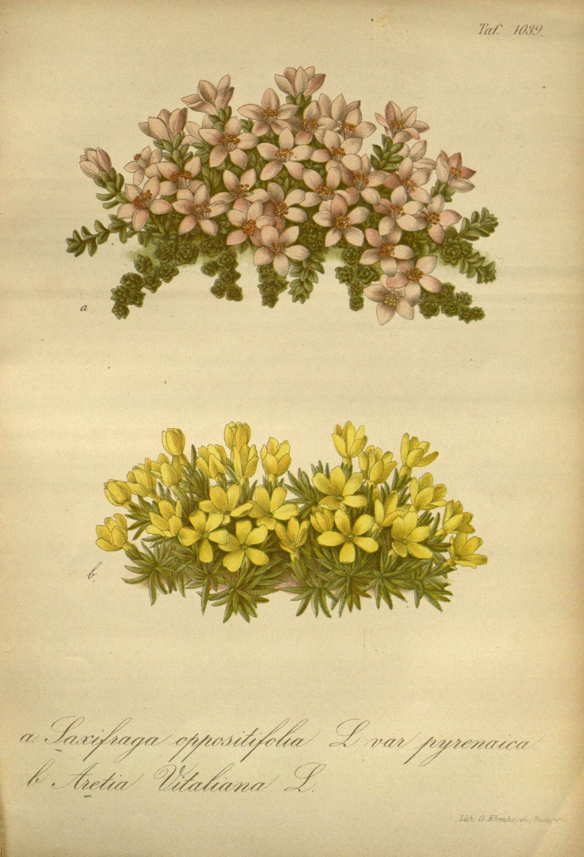 no full size  illustration available (3a)