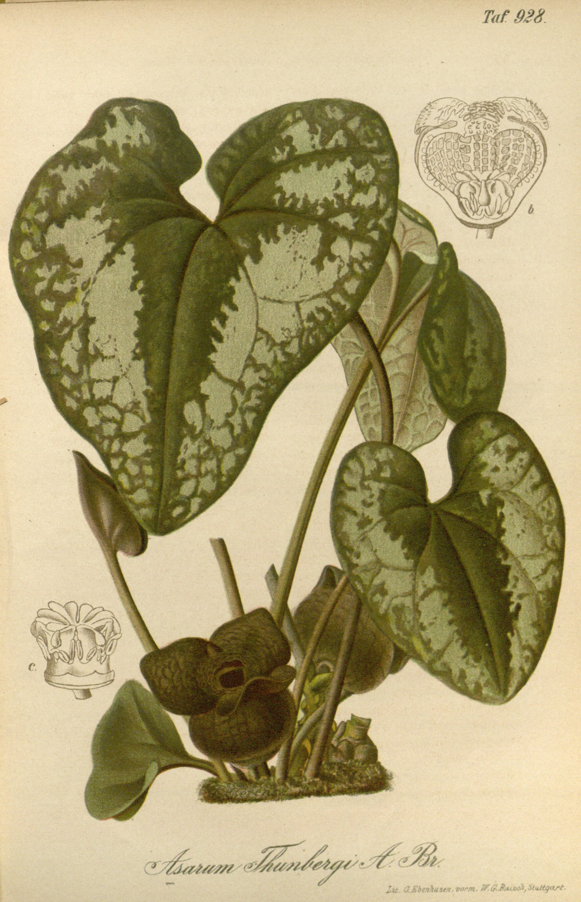 no full size  illustration available (3a)