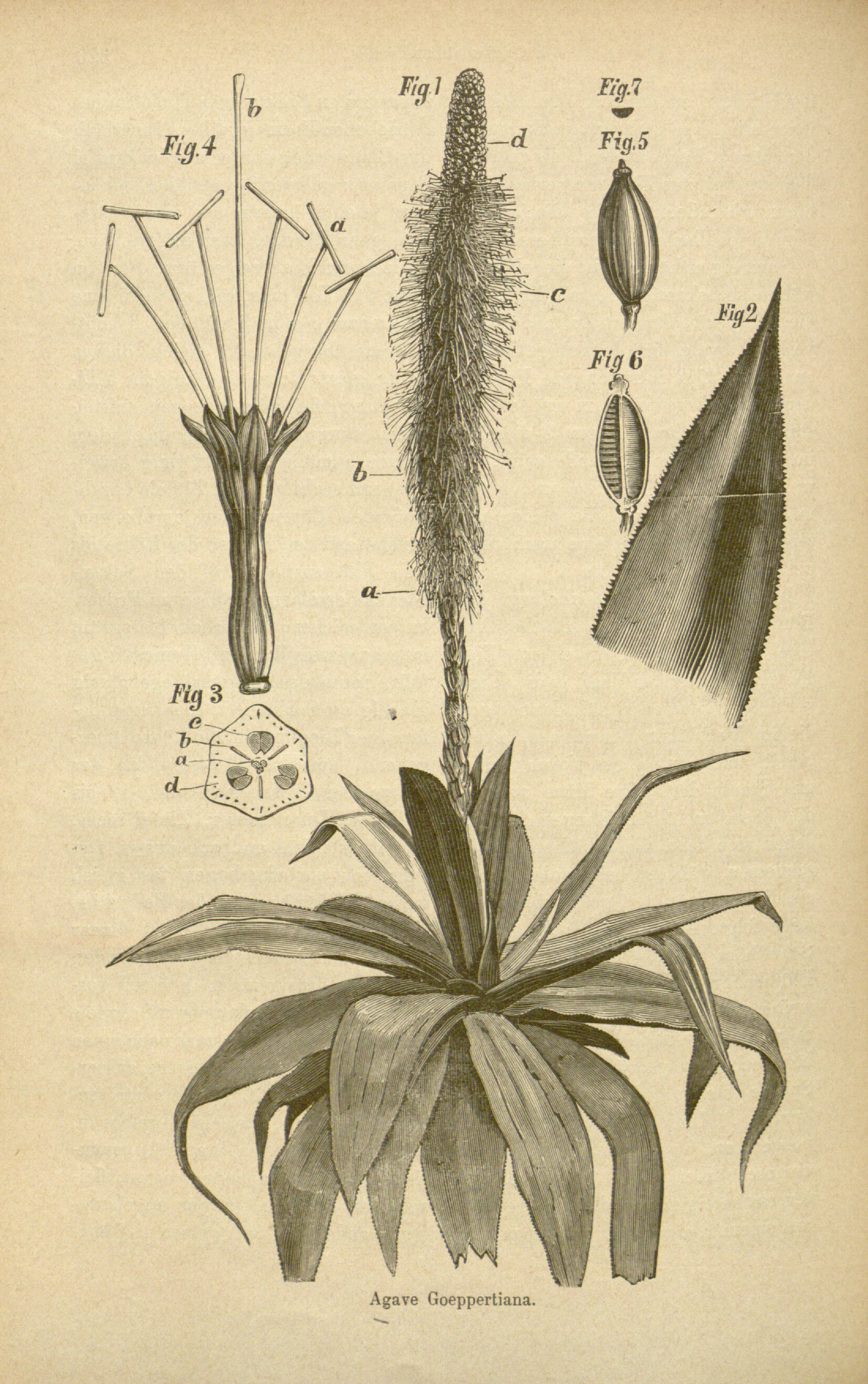 no full size  illustration available (3a)