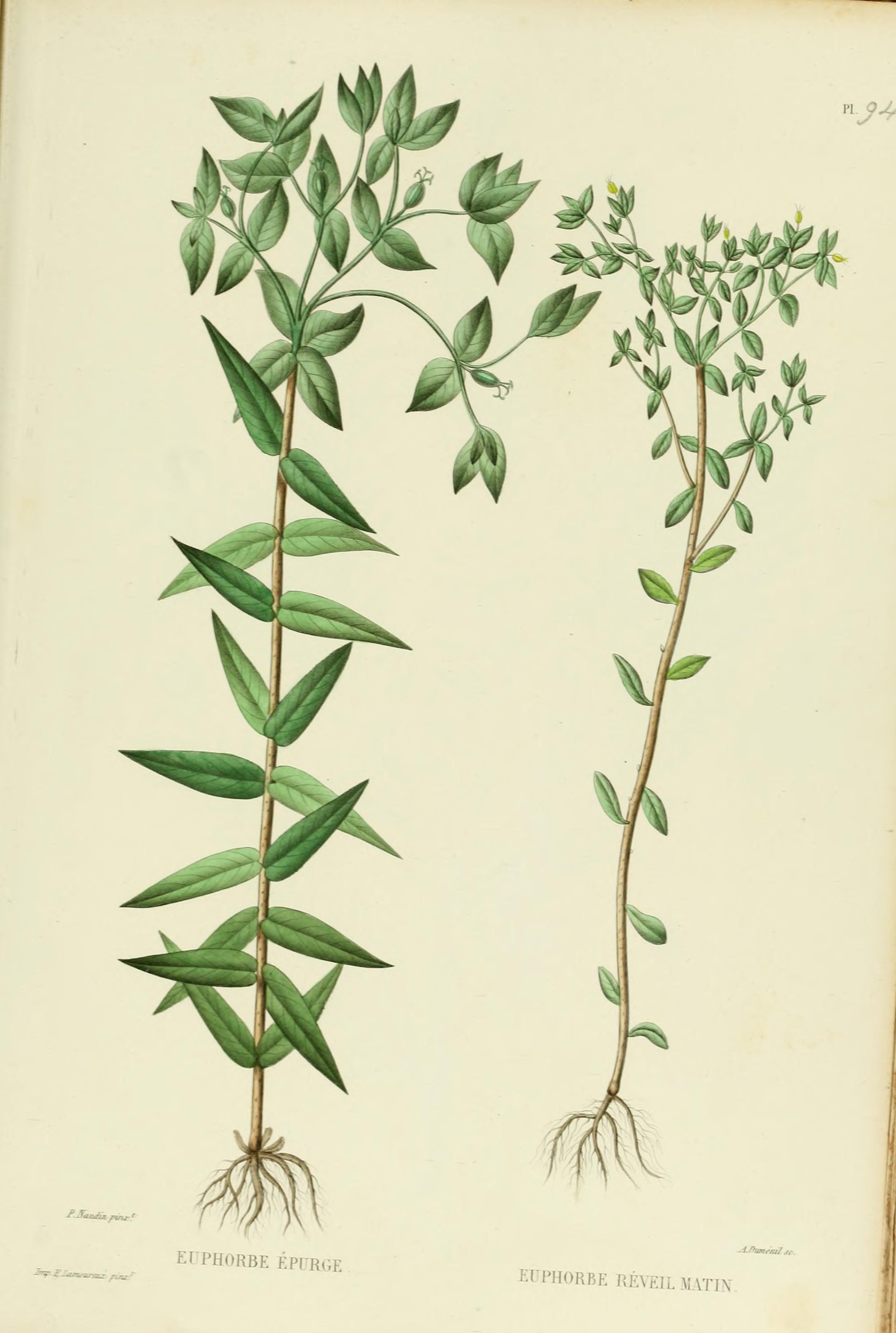 no full size  illustration available (3a)