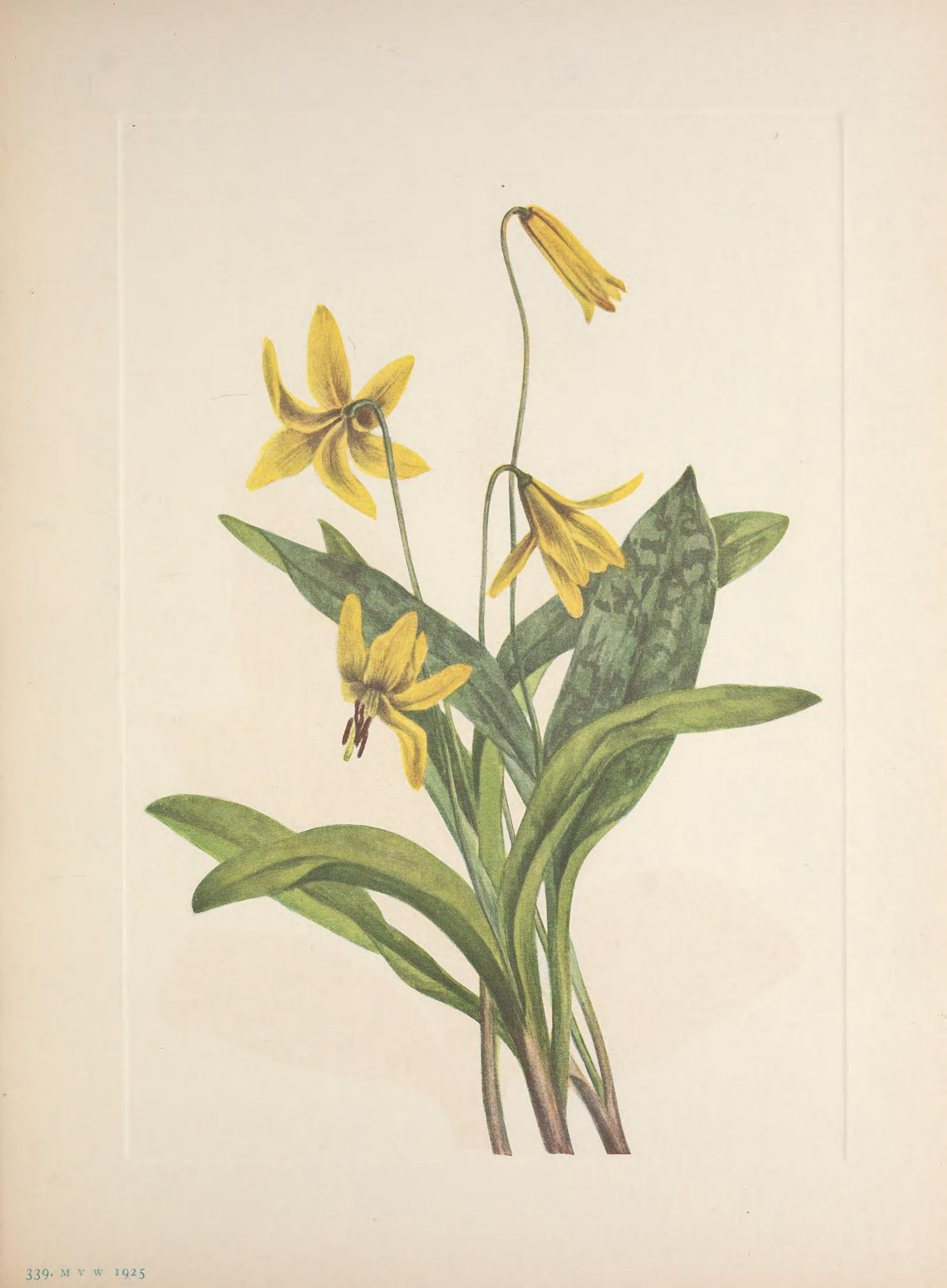 no full size  illustration available (3a)