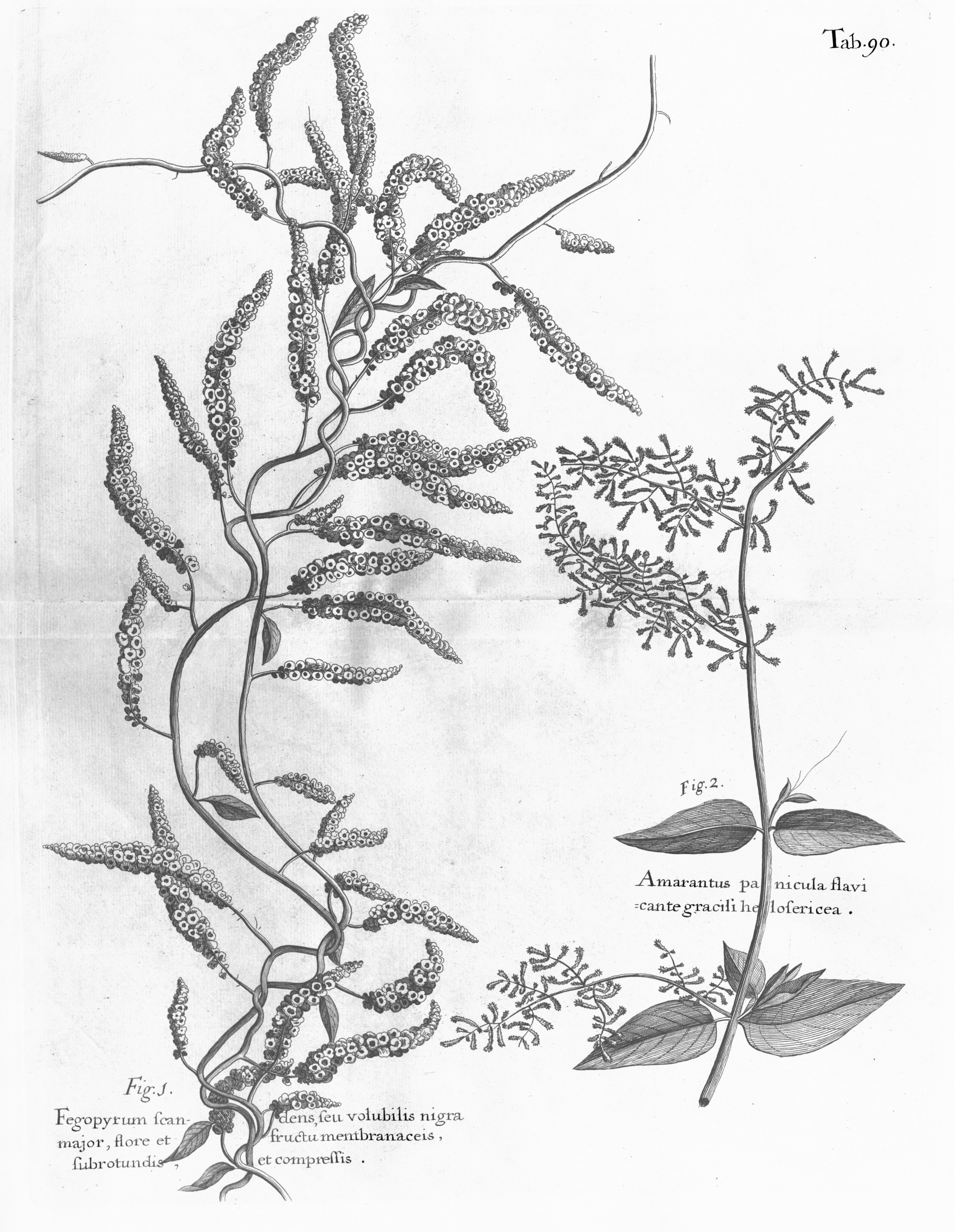 no full size  illustration available (3a)