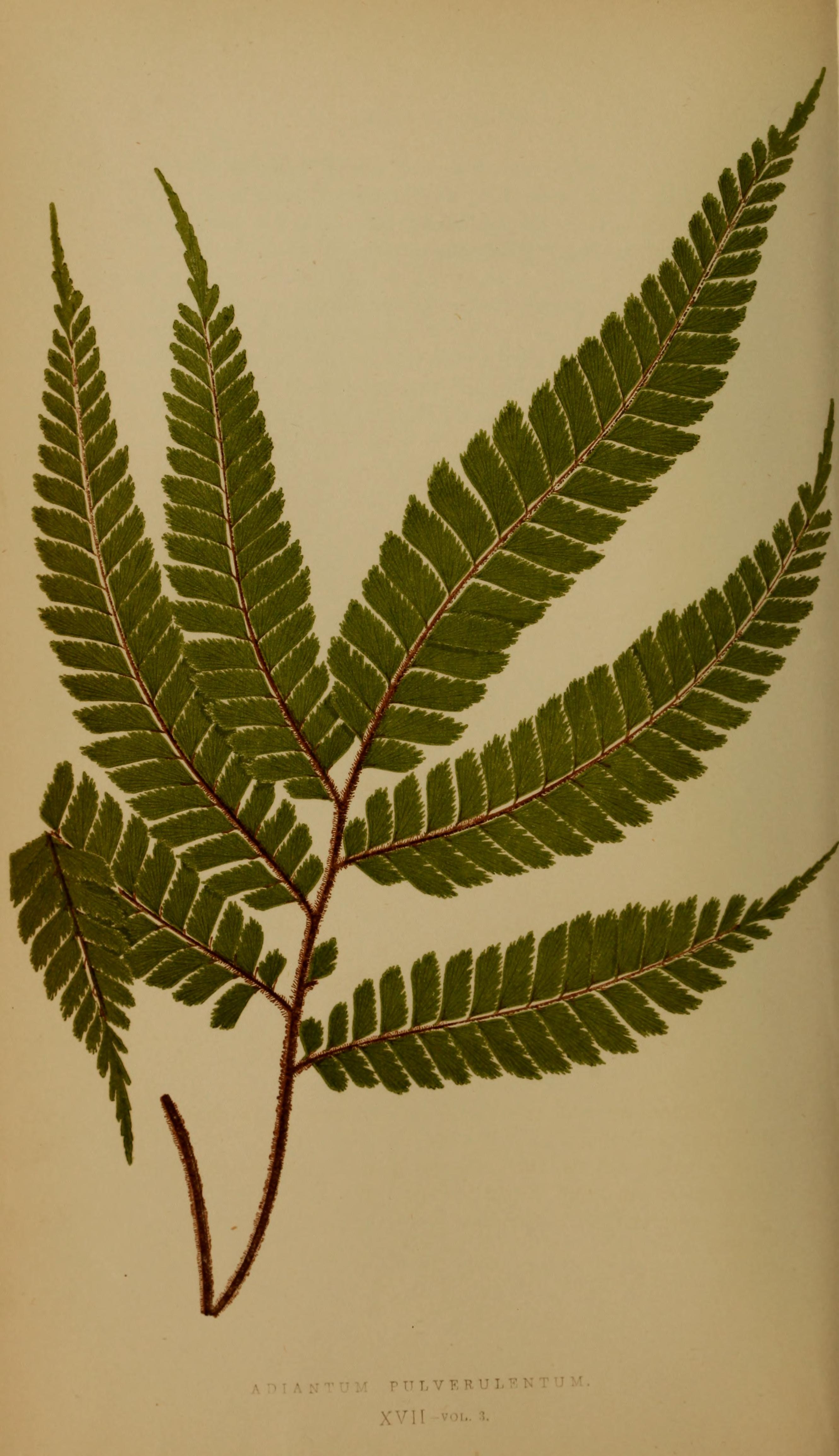 no full size  illustration available (3a)