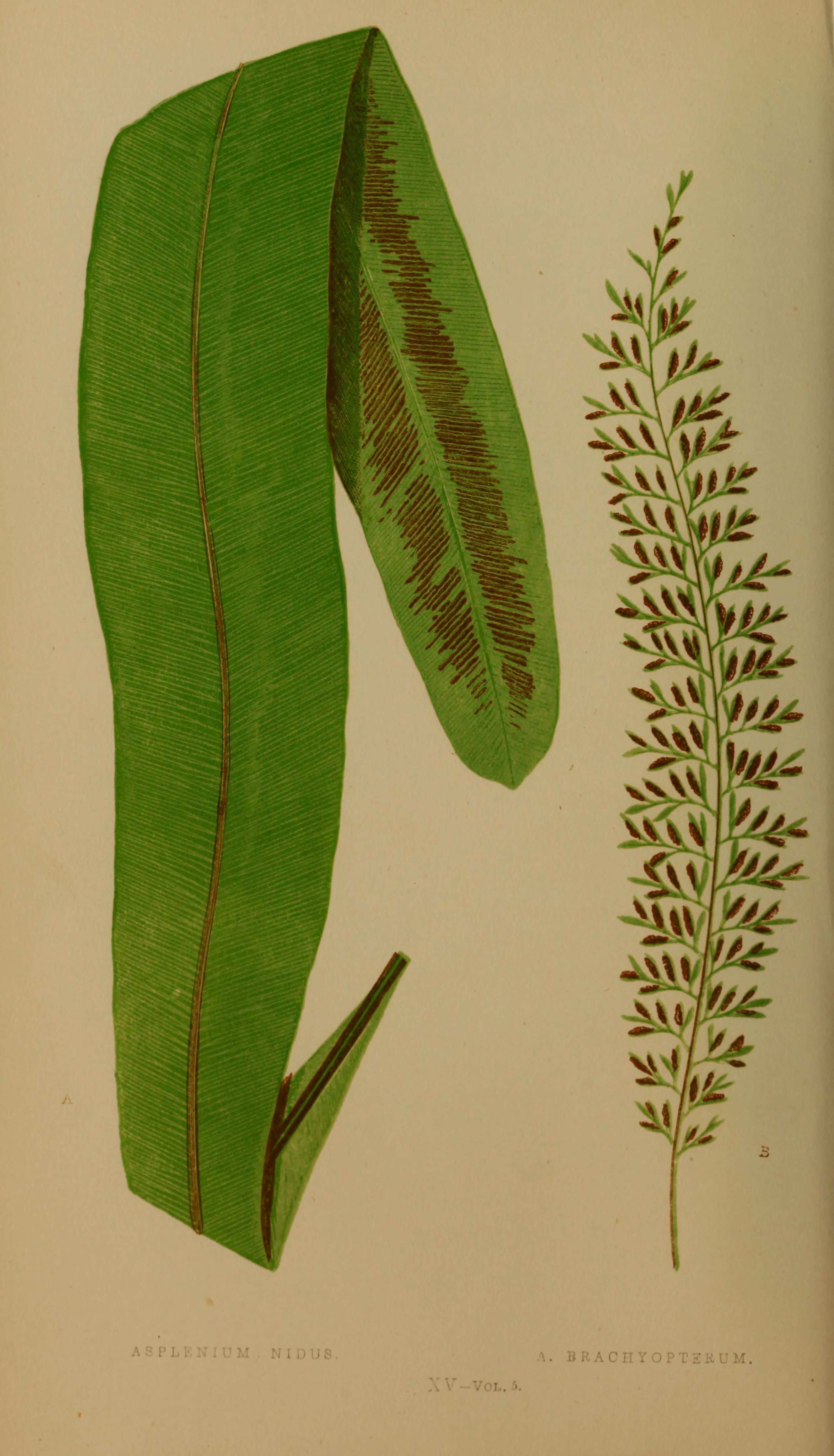 no full size  illustration available (3a)