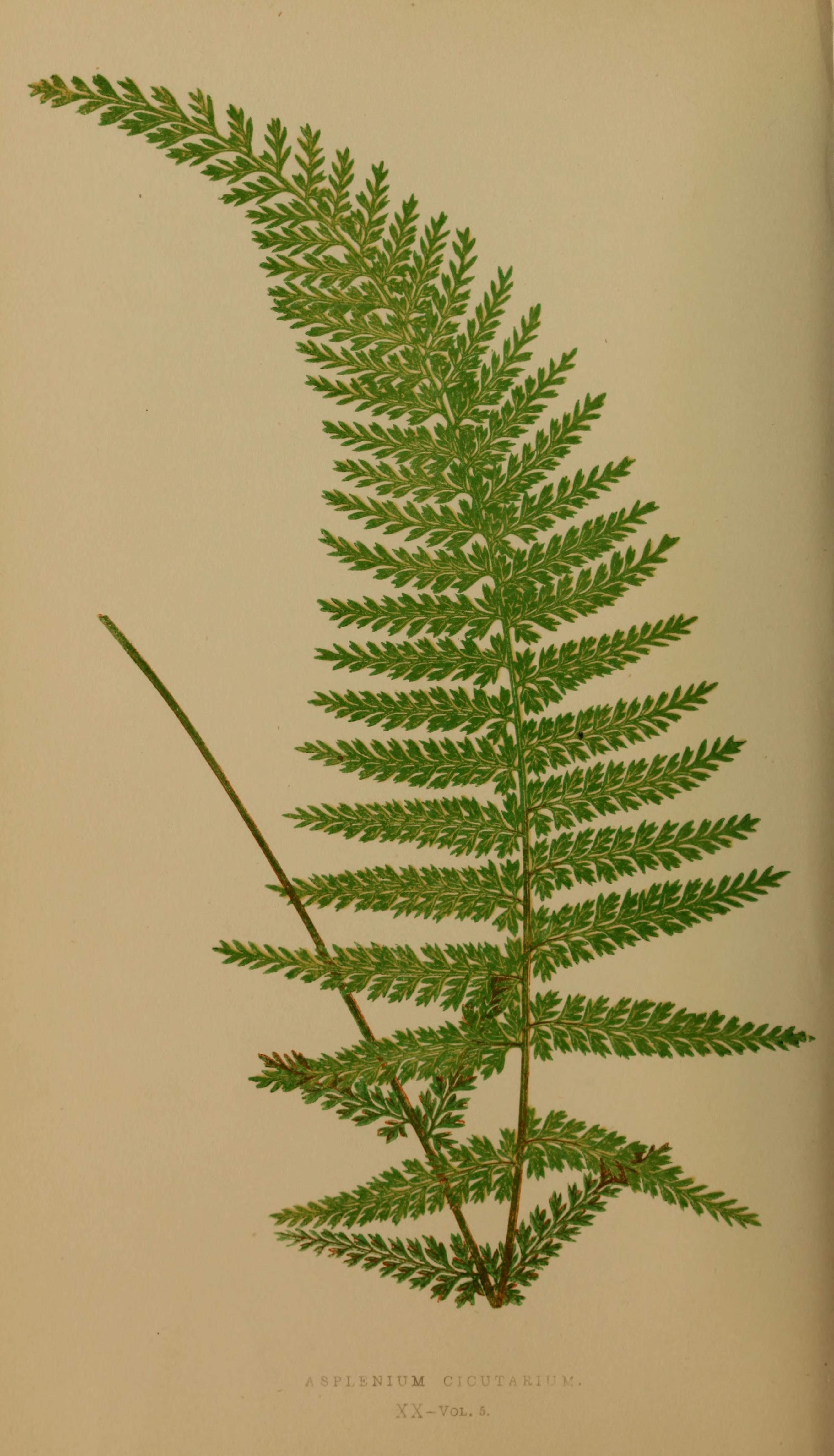 no full size  illustration available (3a)