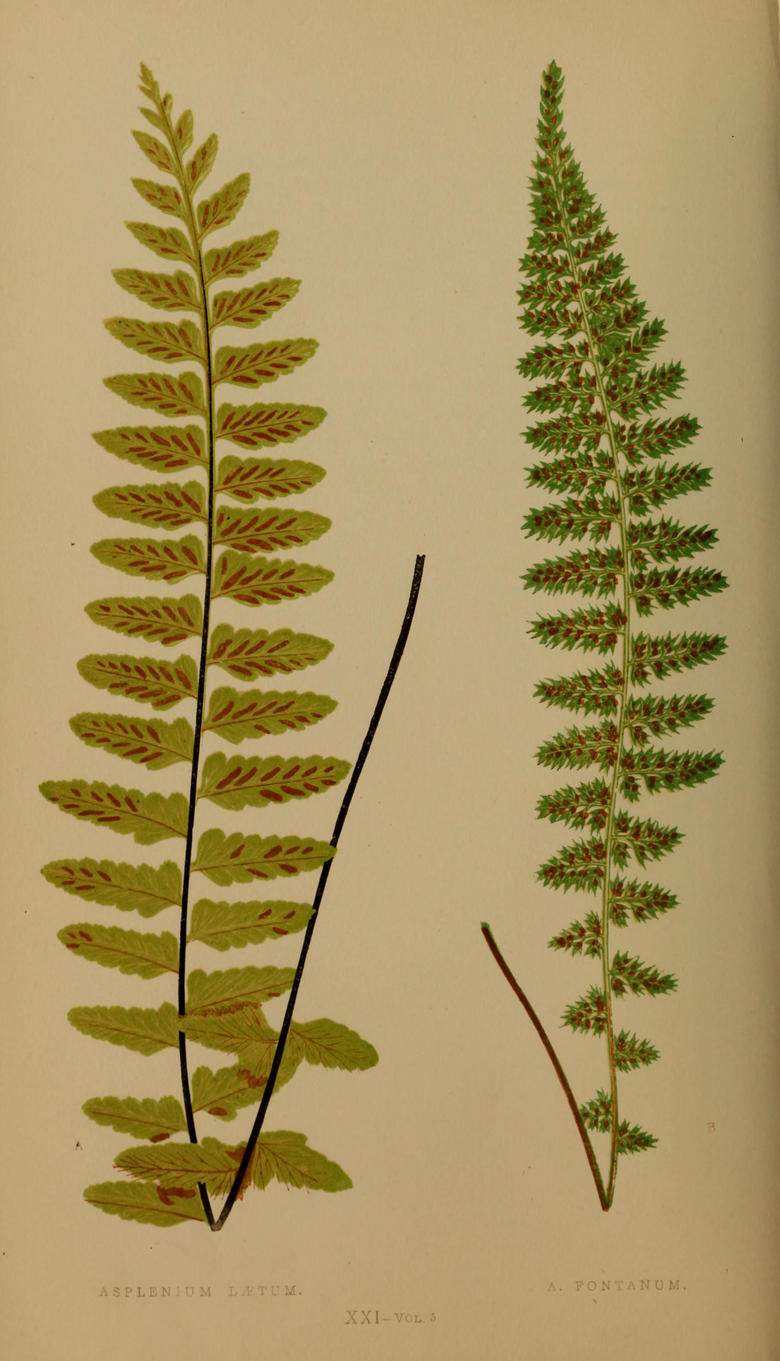 no full size  illustration available (3a)