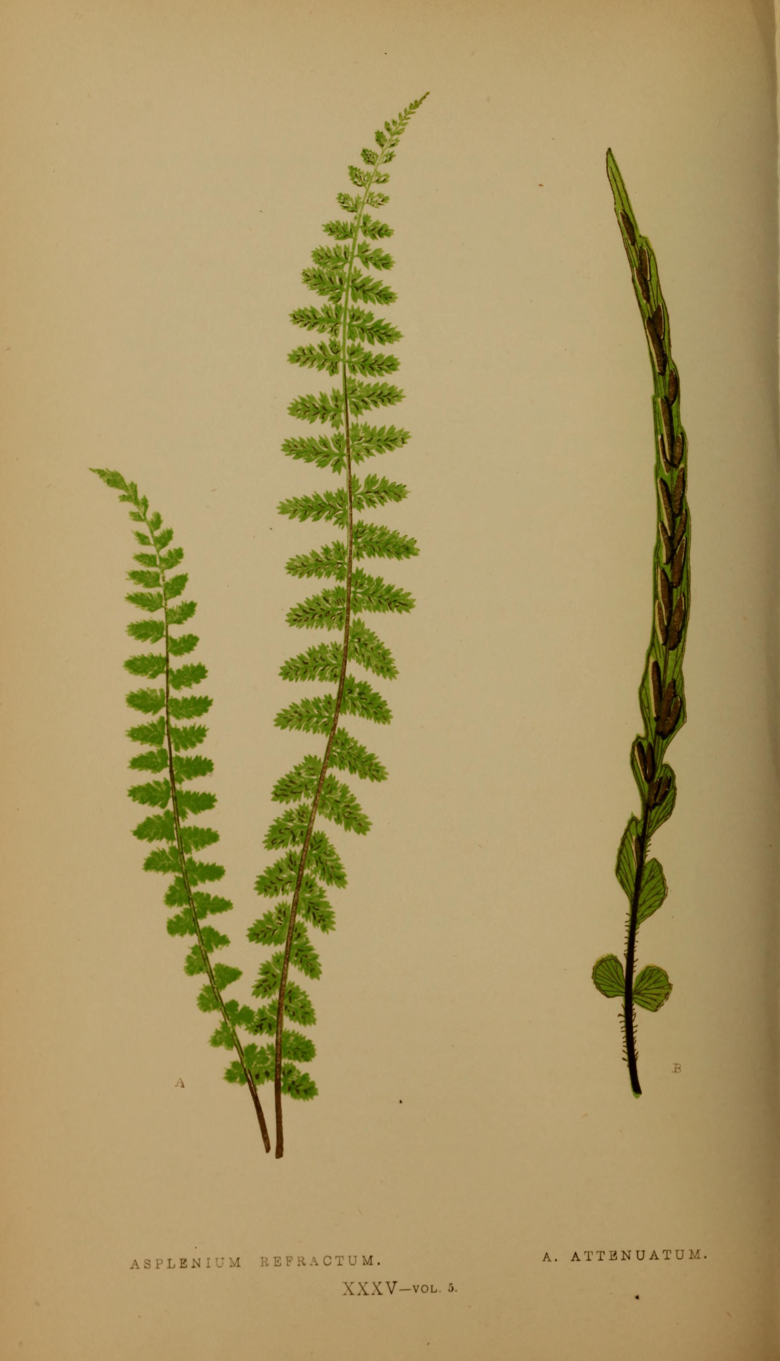 no full size  illustration available (3a)