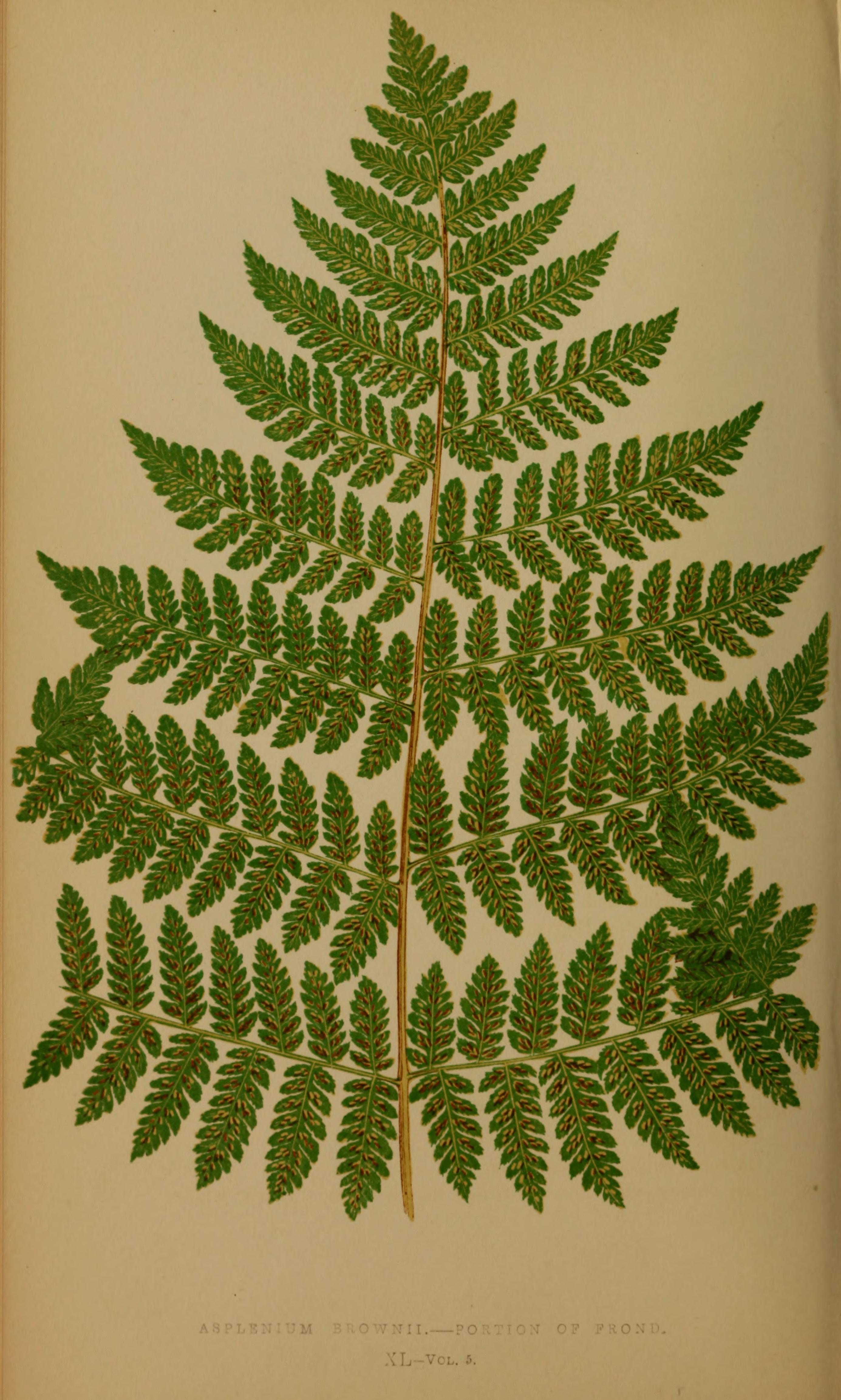 no full size  illustration available (3a)