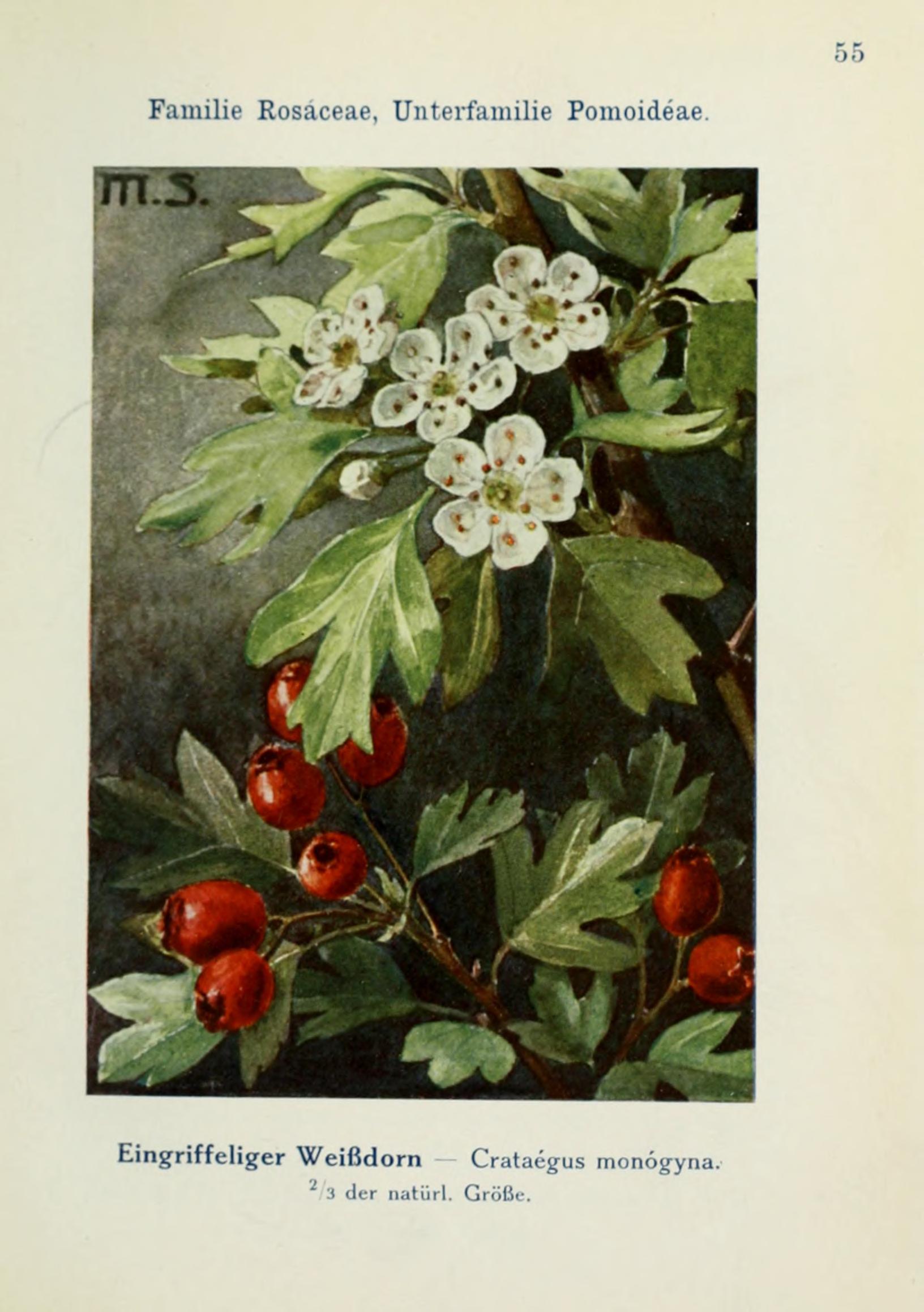 no full size  illustration available (3a)