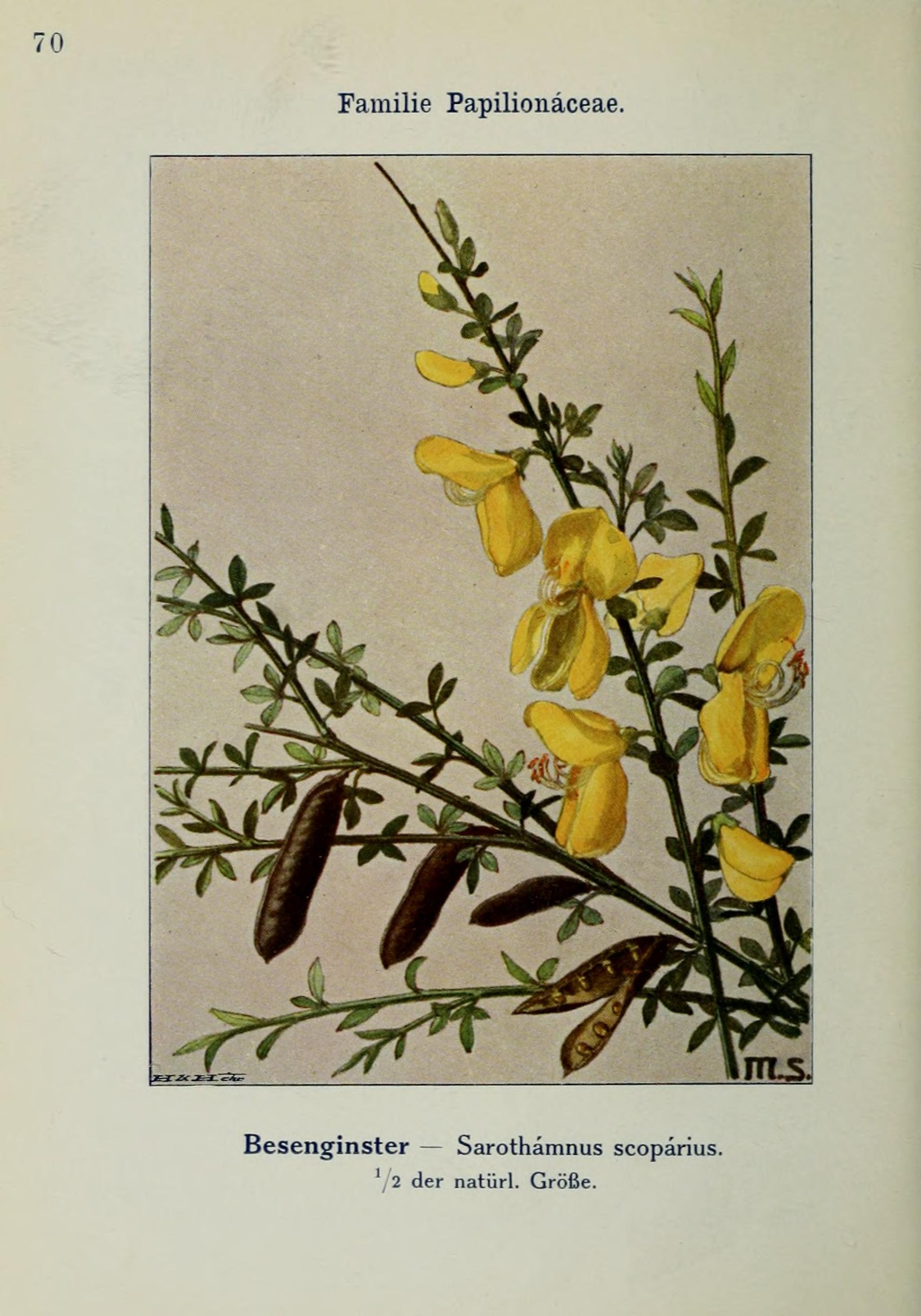 no full size  illustration available (3a)