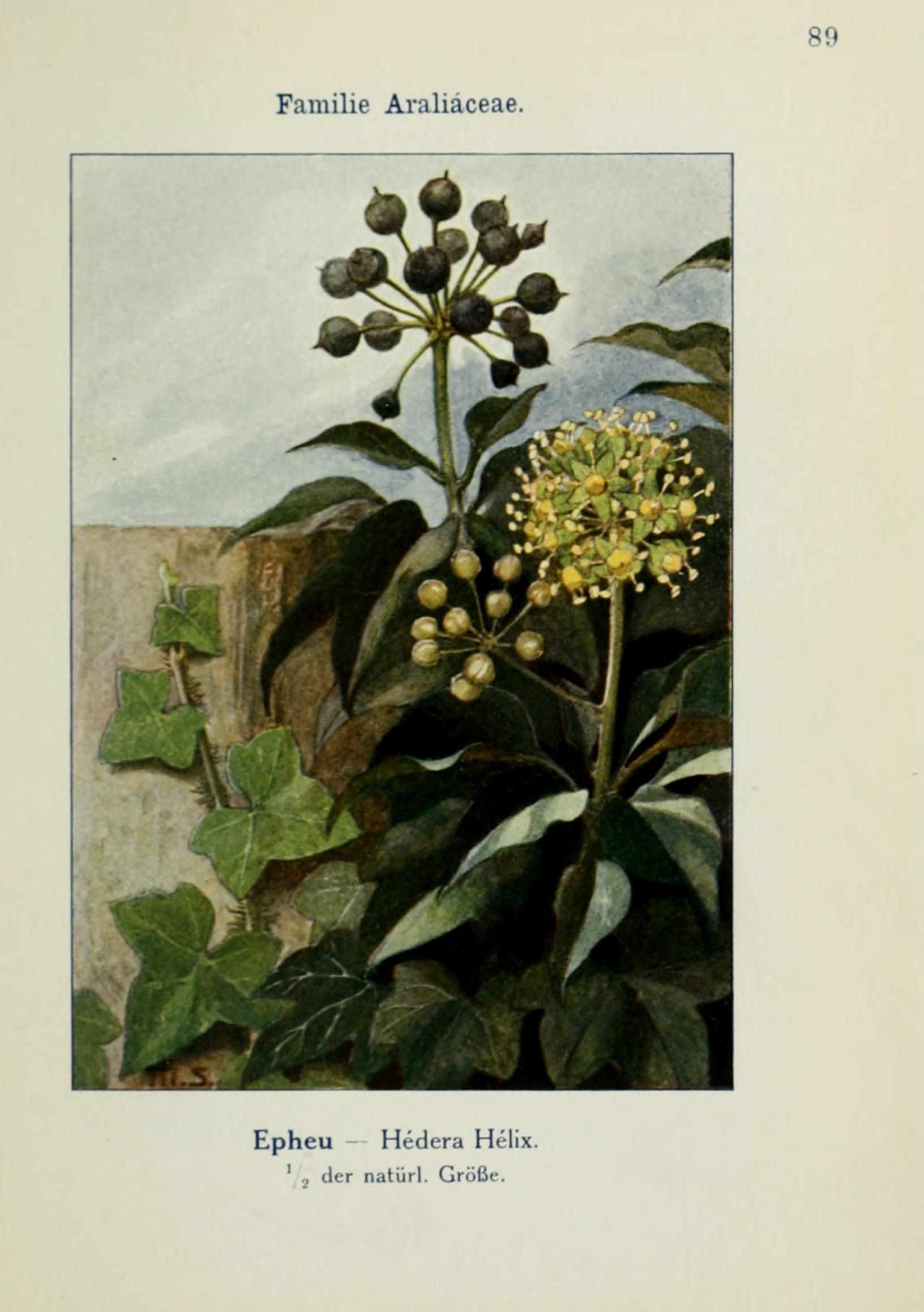 no full size  illustration available (3a)