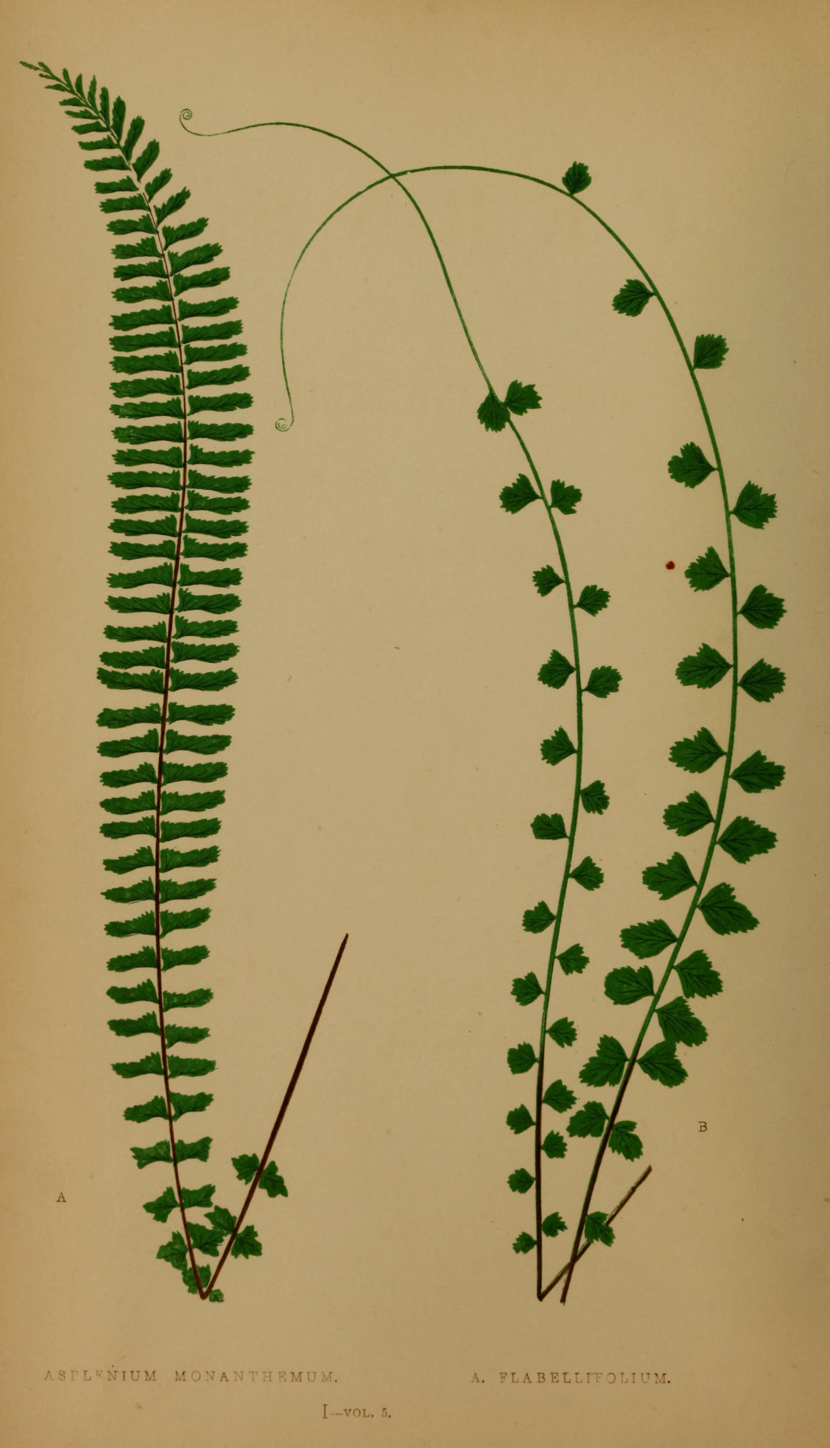 no full size  illustration available (3a)