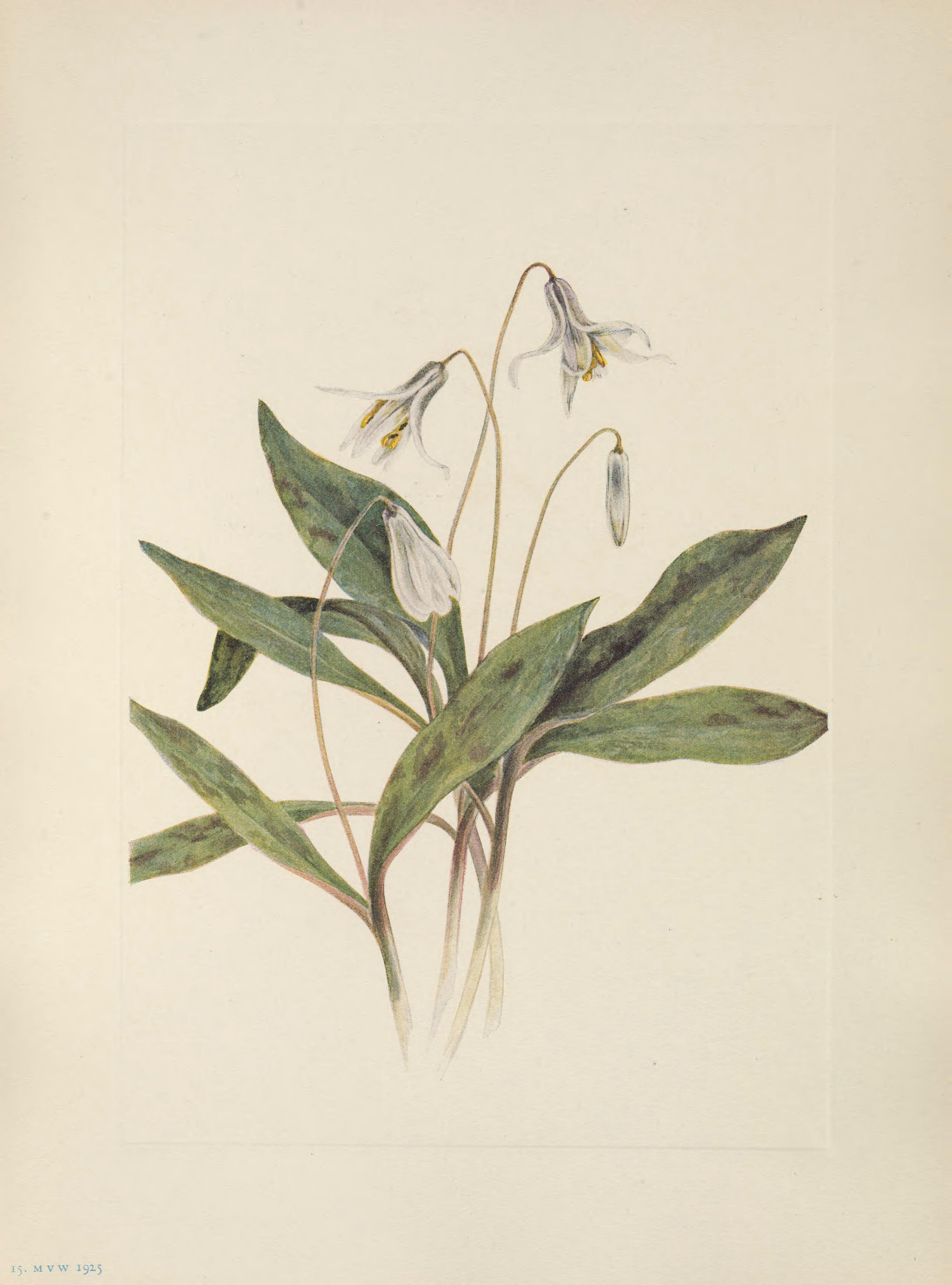 no full size  illustration available (3a)