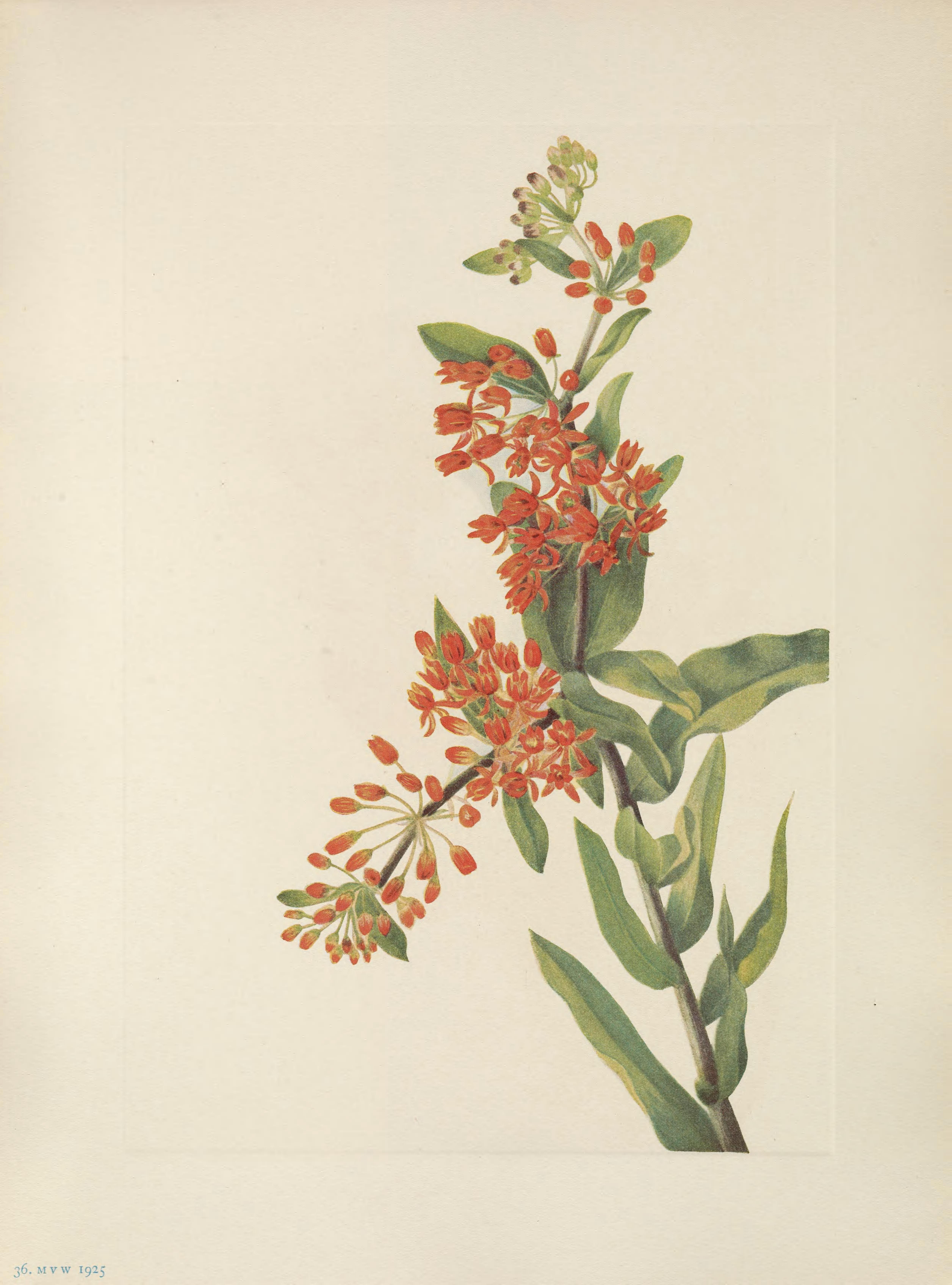 no full size  illustration available (3a)