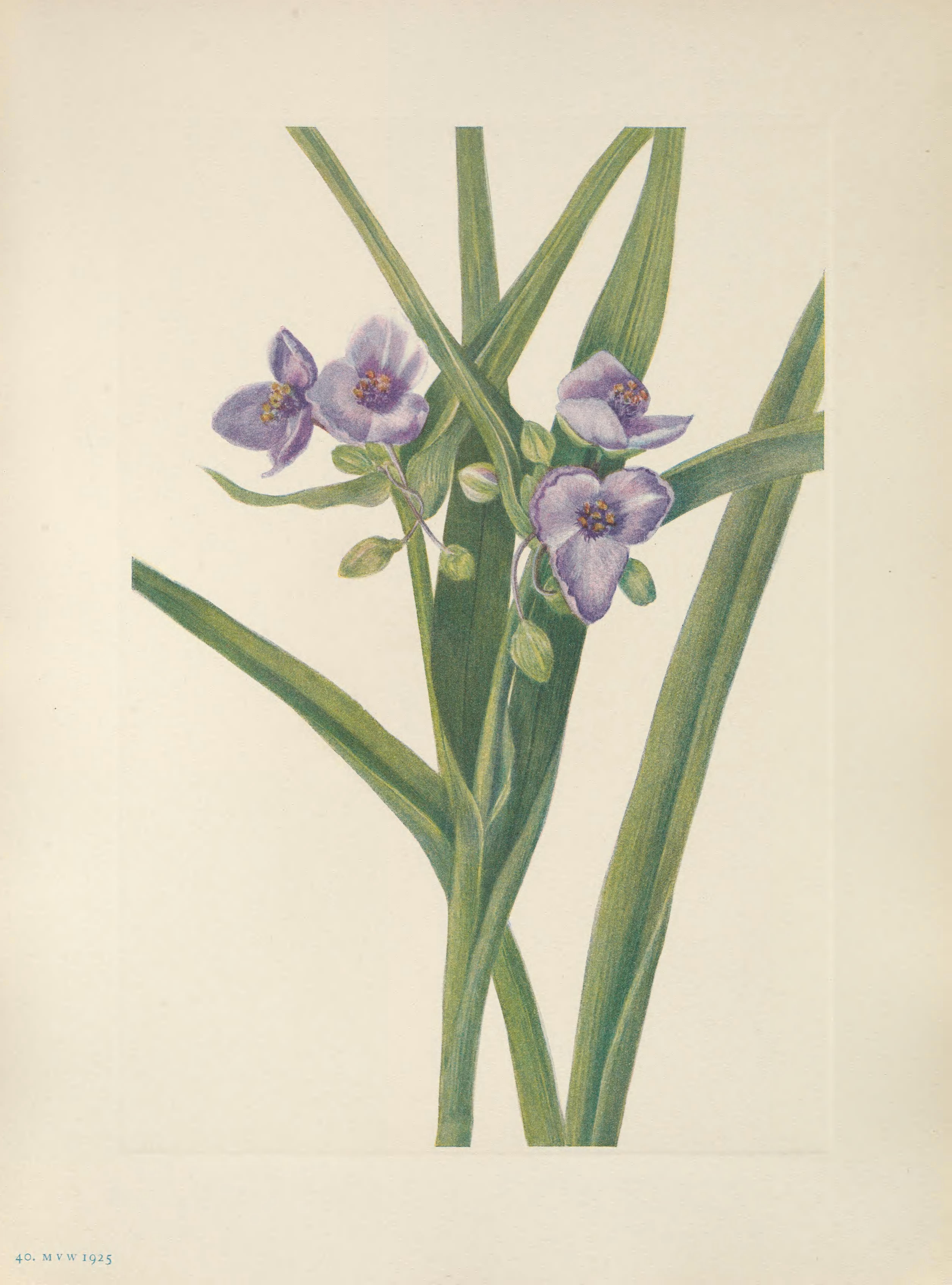 no full size  illustration available (3a)