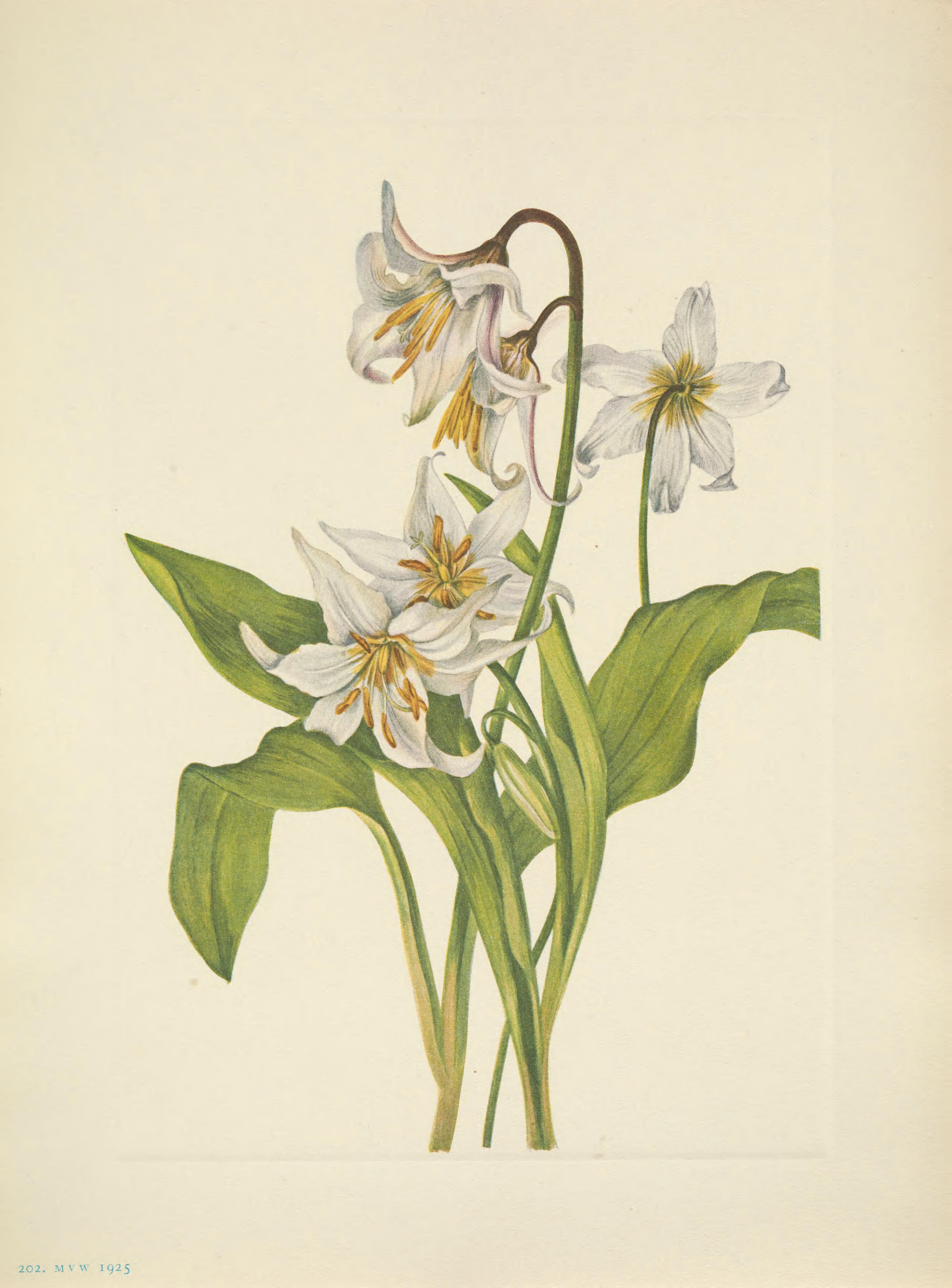 no full size  illustration available (3a)