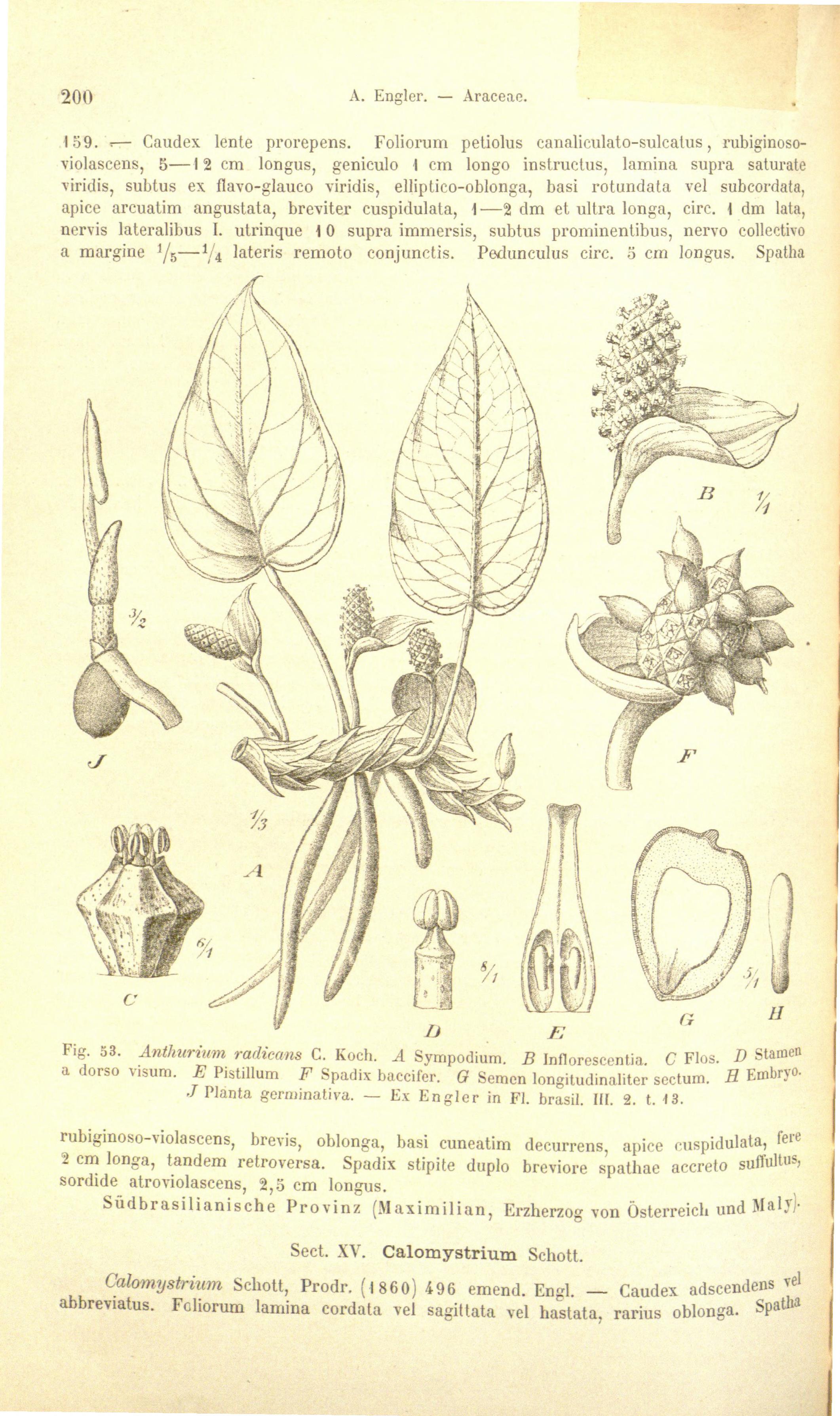 no full size  illustration available (3a)