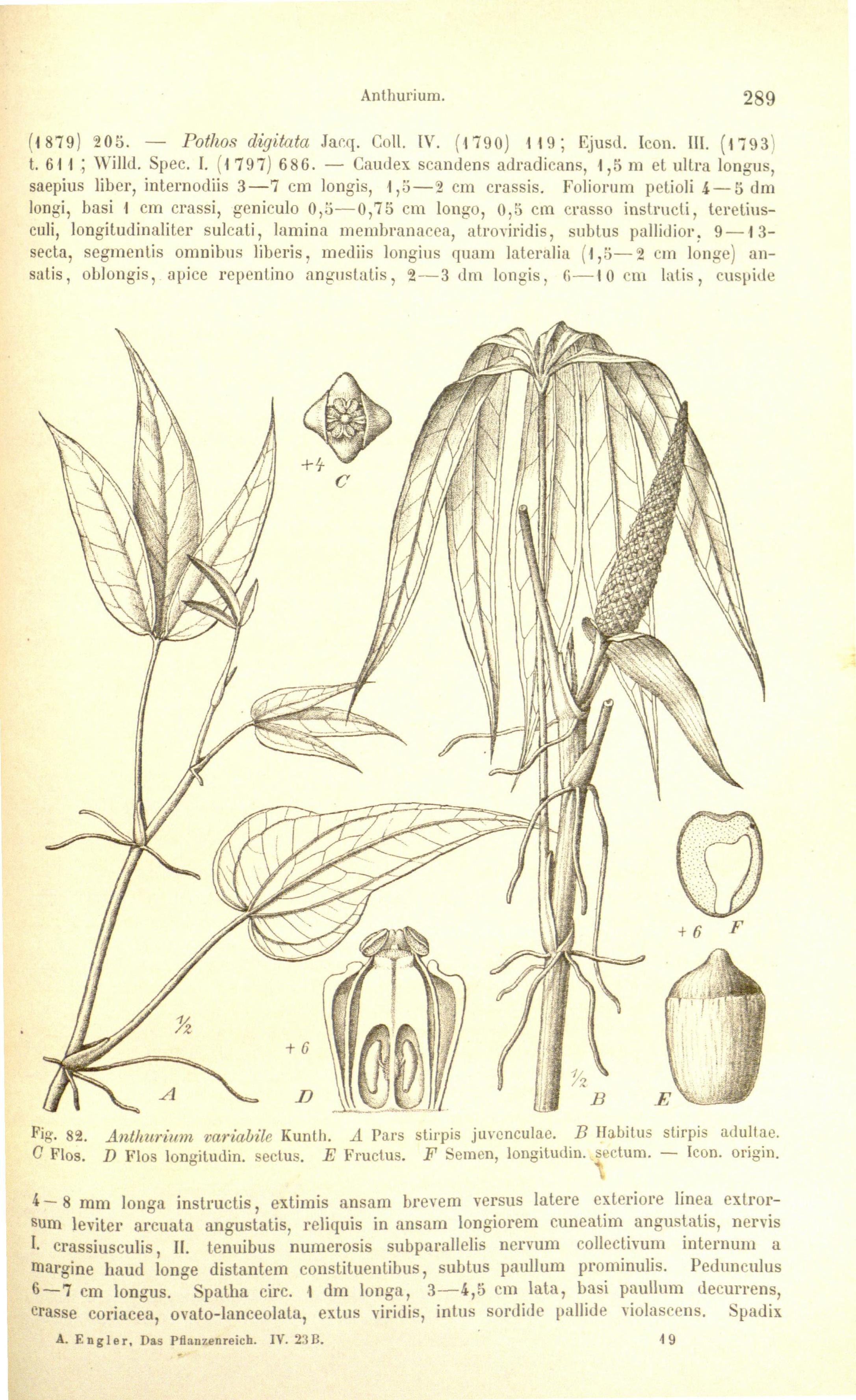 no full size  illustration available (3a)