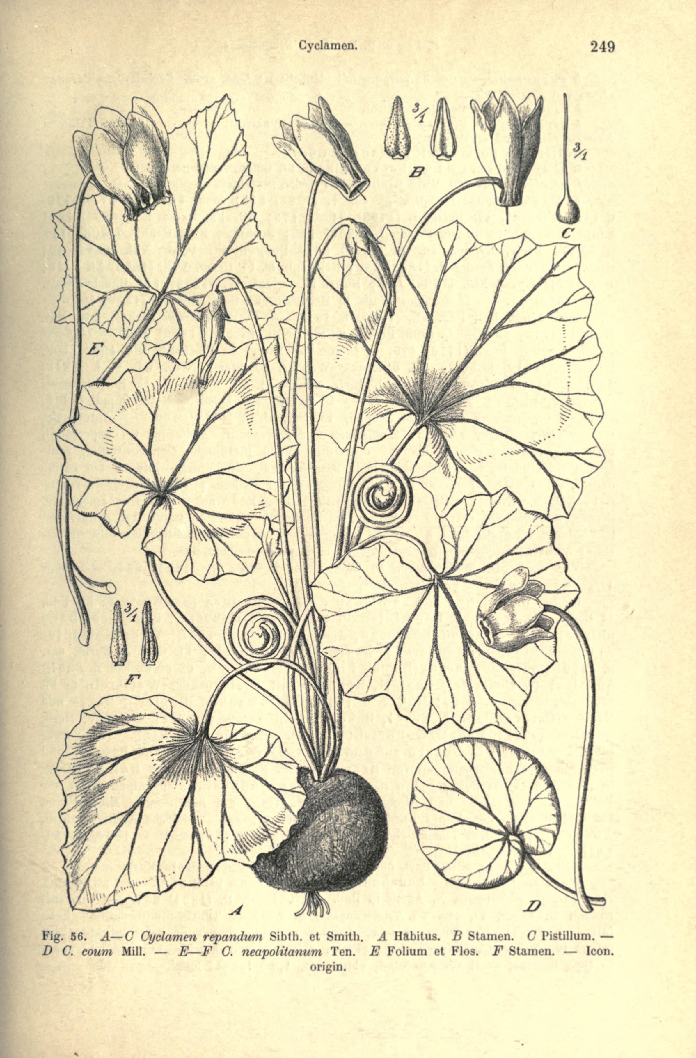 no full size  illustration available (3a)