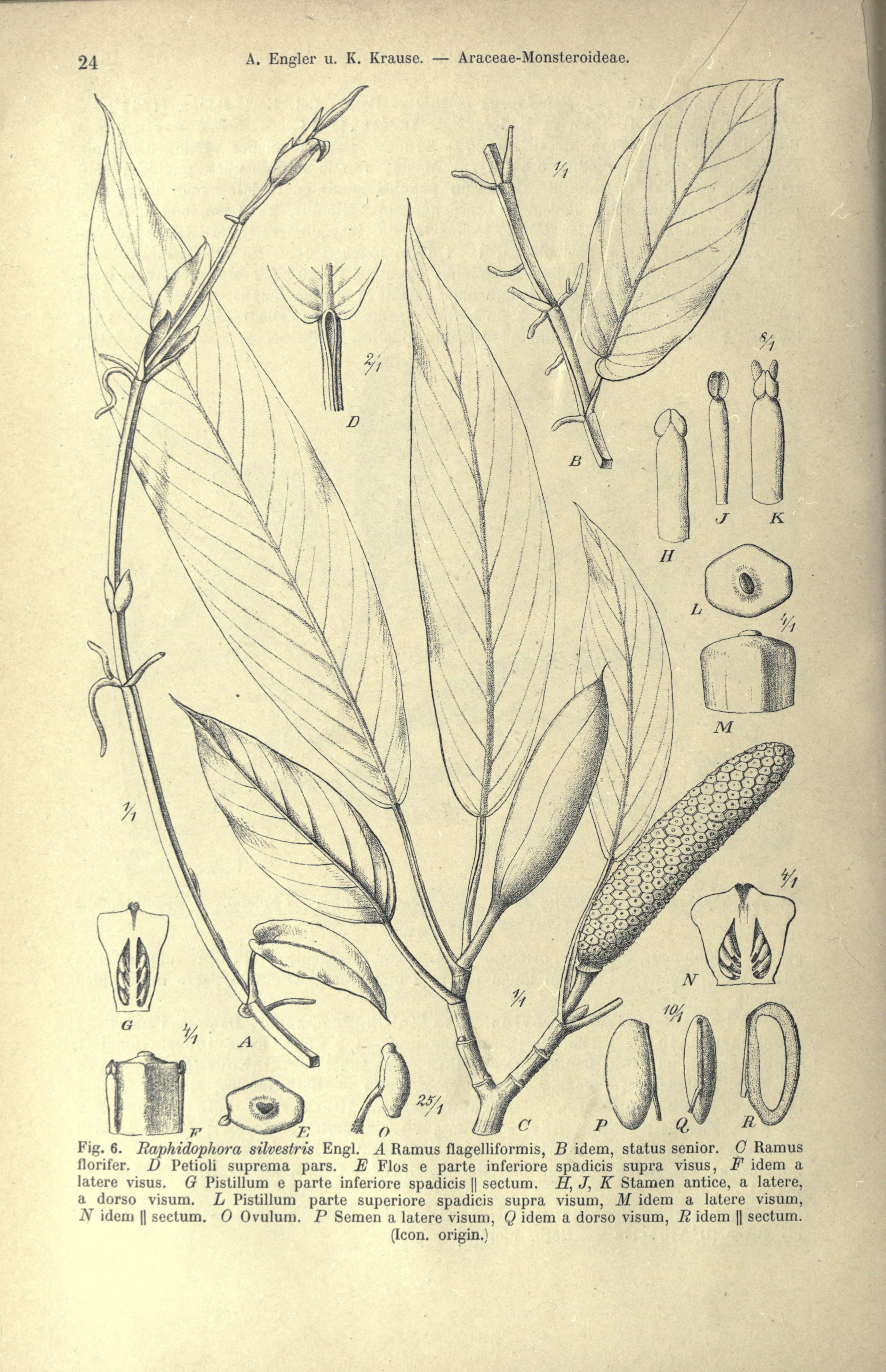 no full size  illustration available (3a)