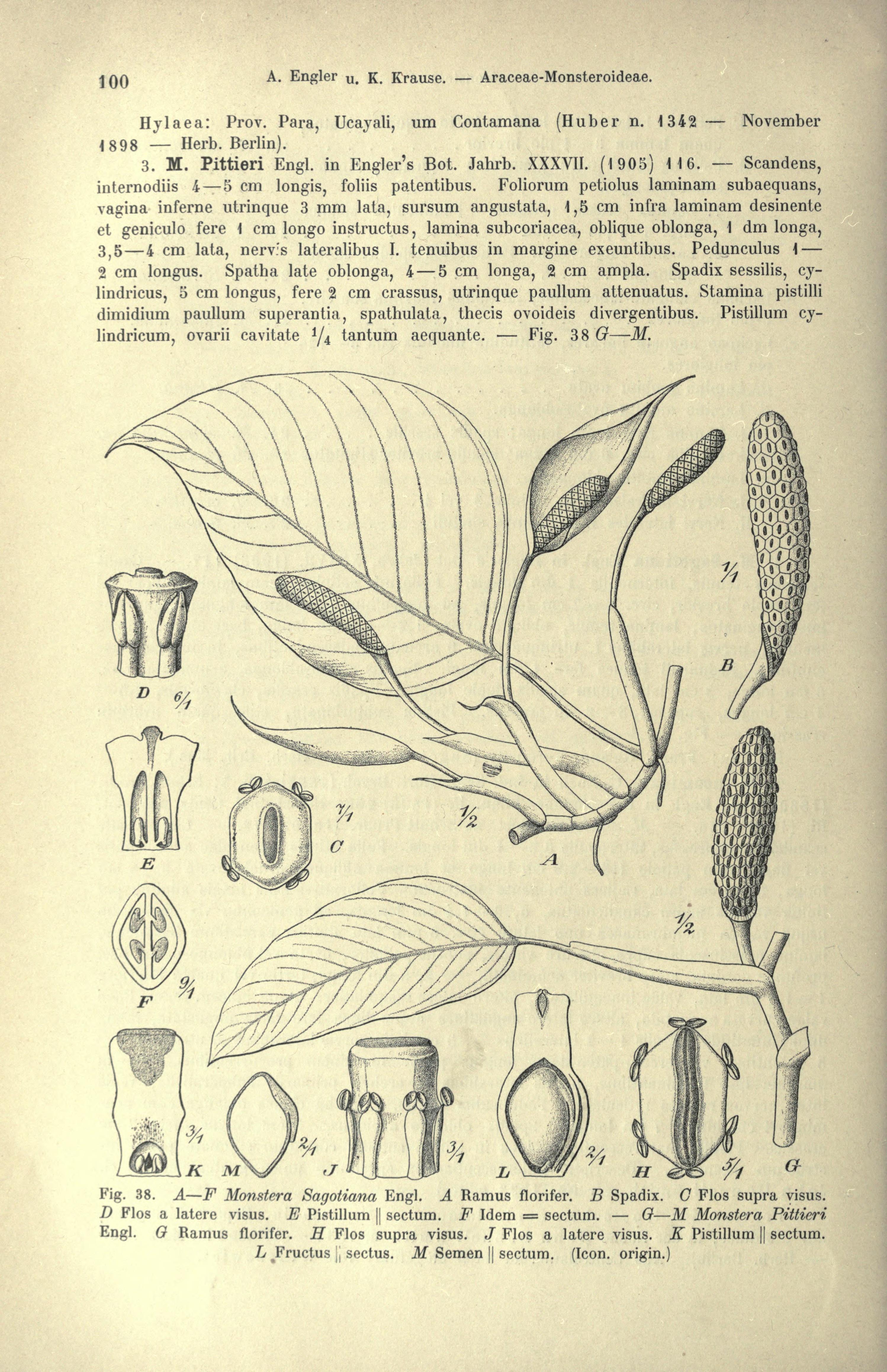 no full size  illustration available (3a)