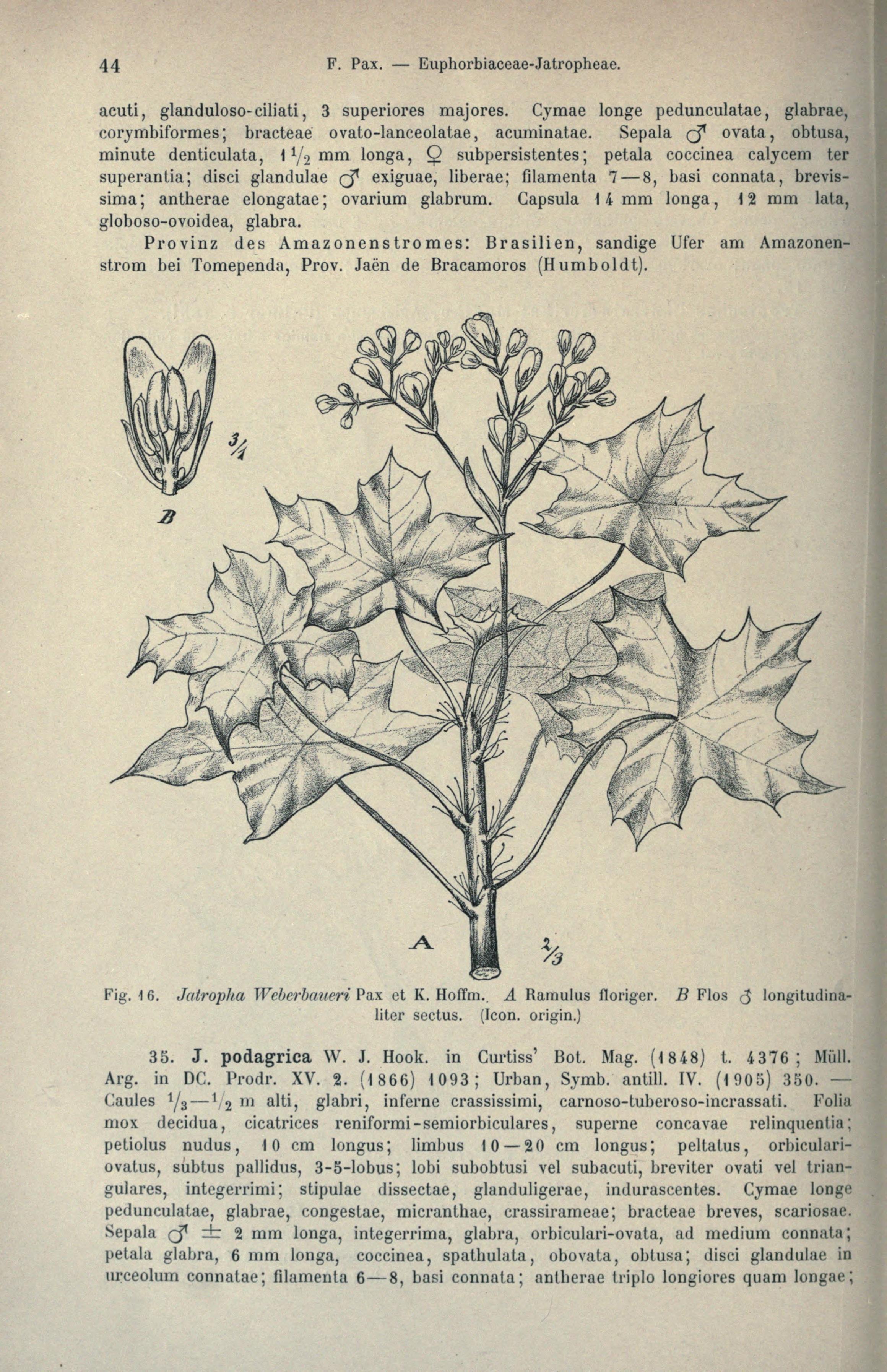 no full size  illustration available (3a)