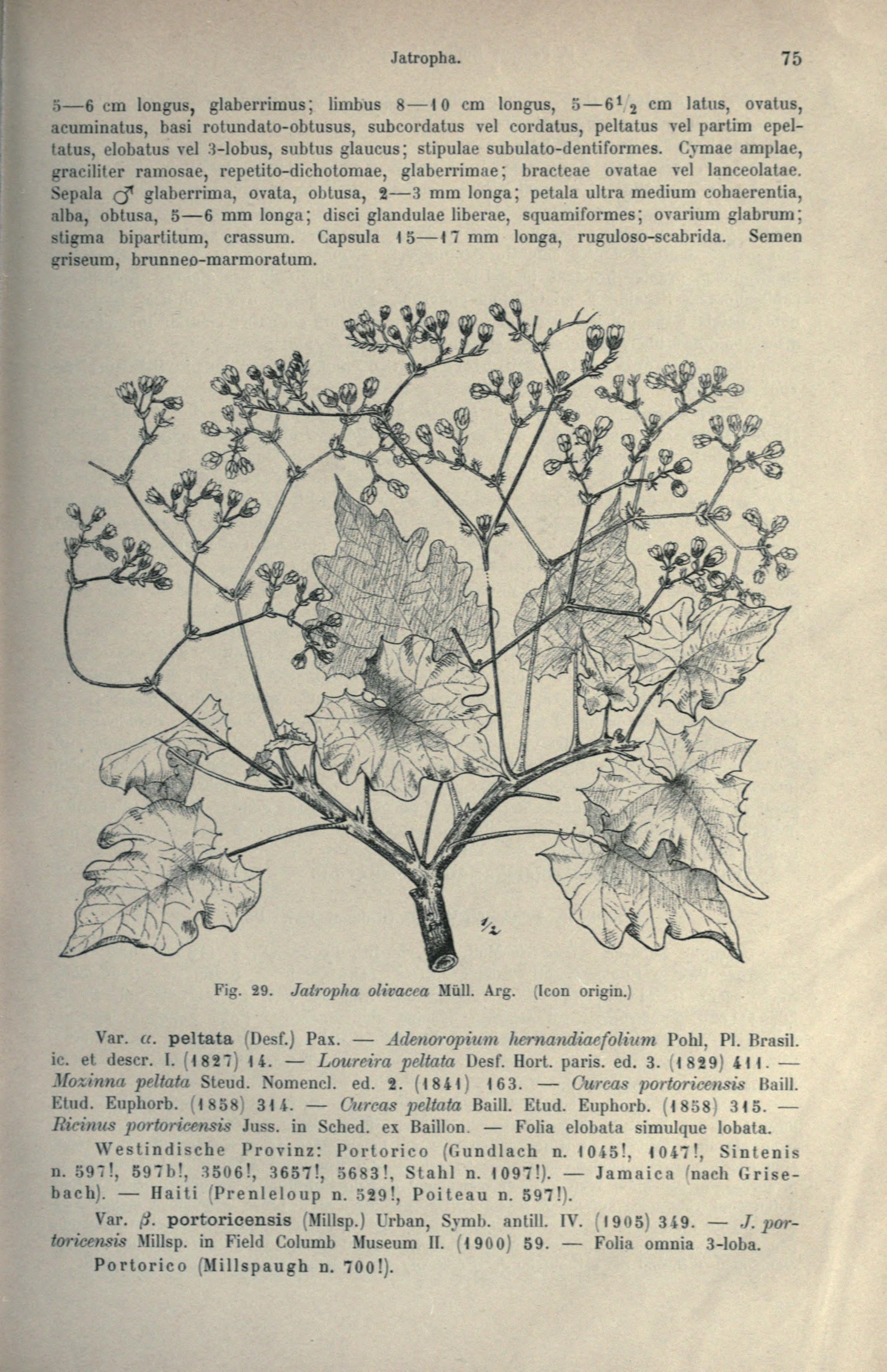 no full size  illustration available (3a)