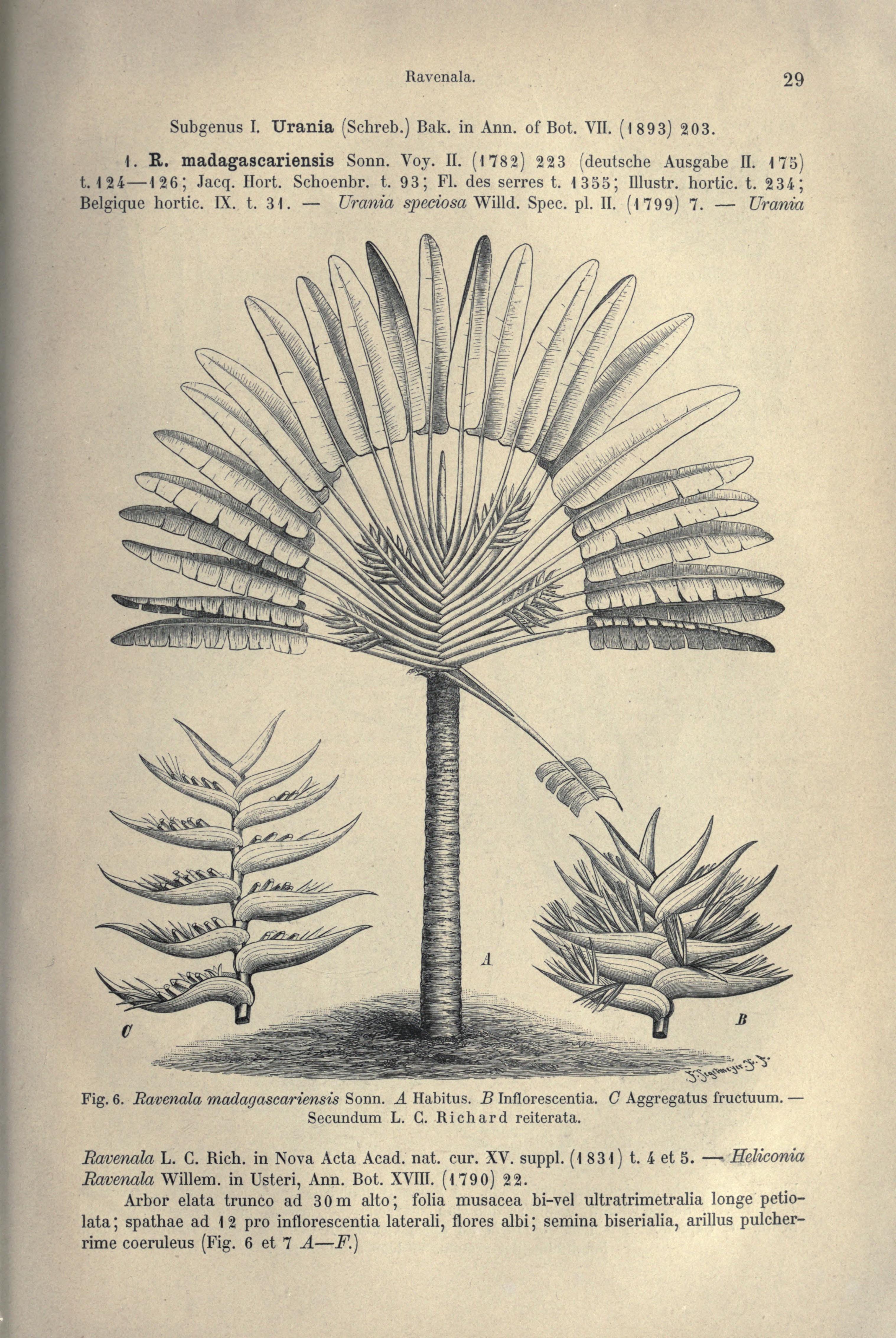 no full size  illustration available (3a)