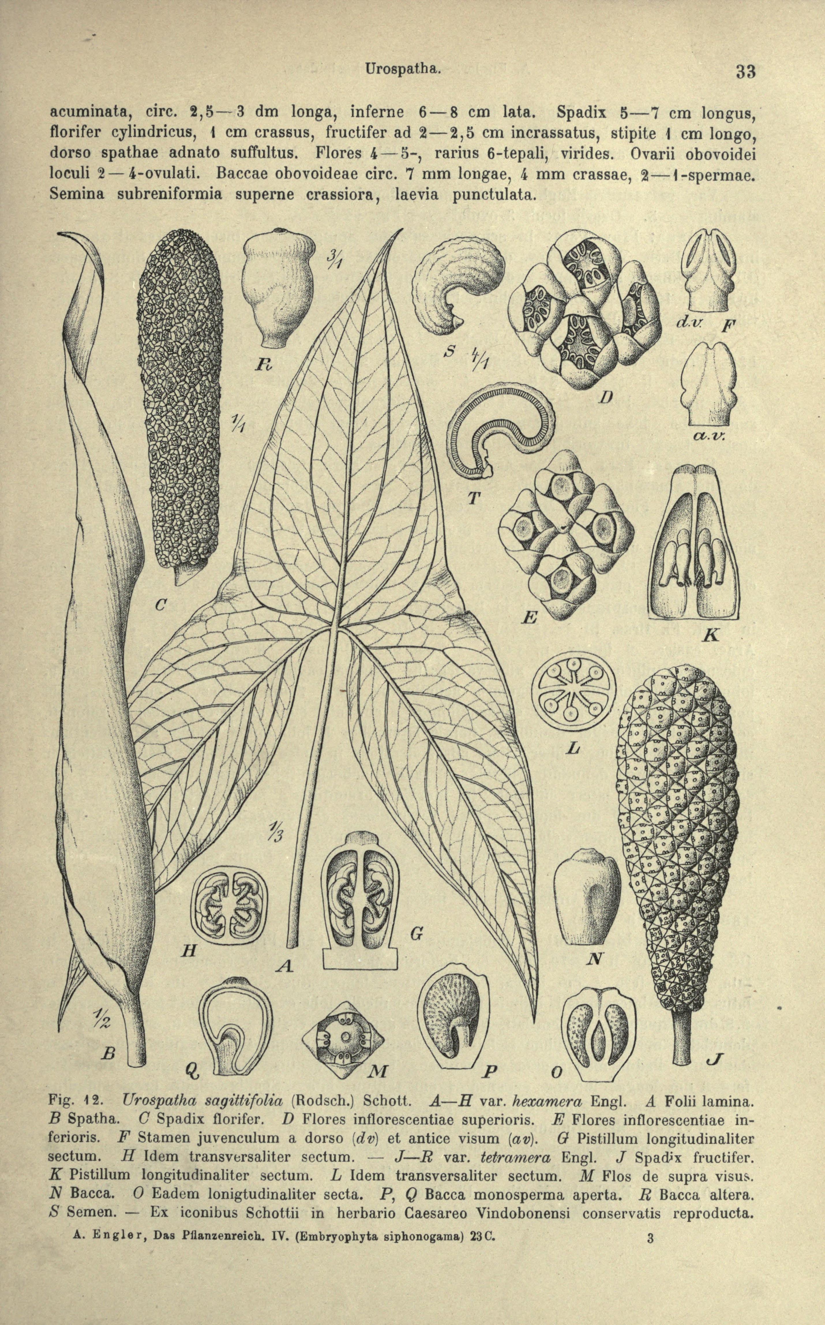 no full size  illustration available (3a)