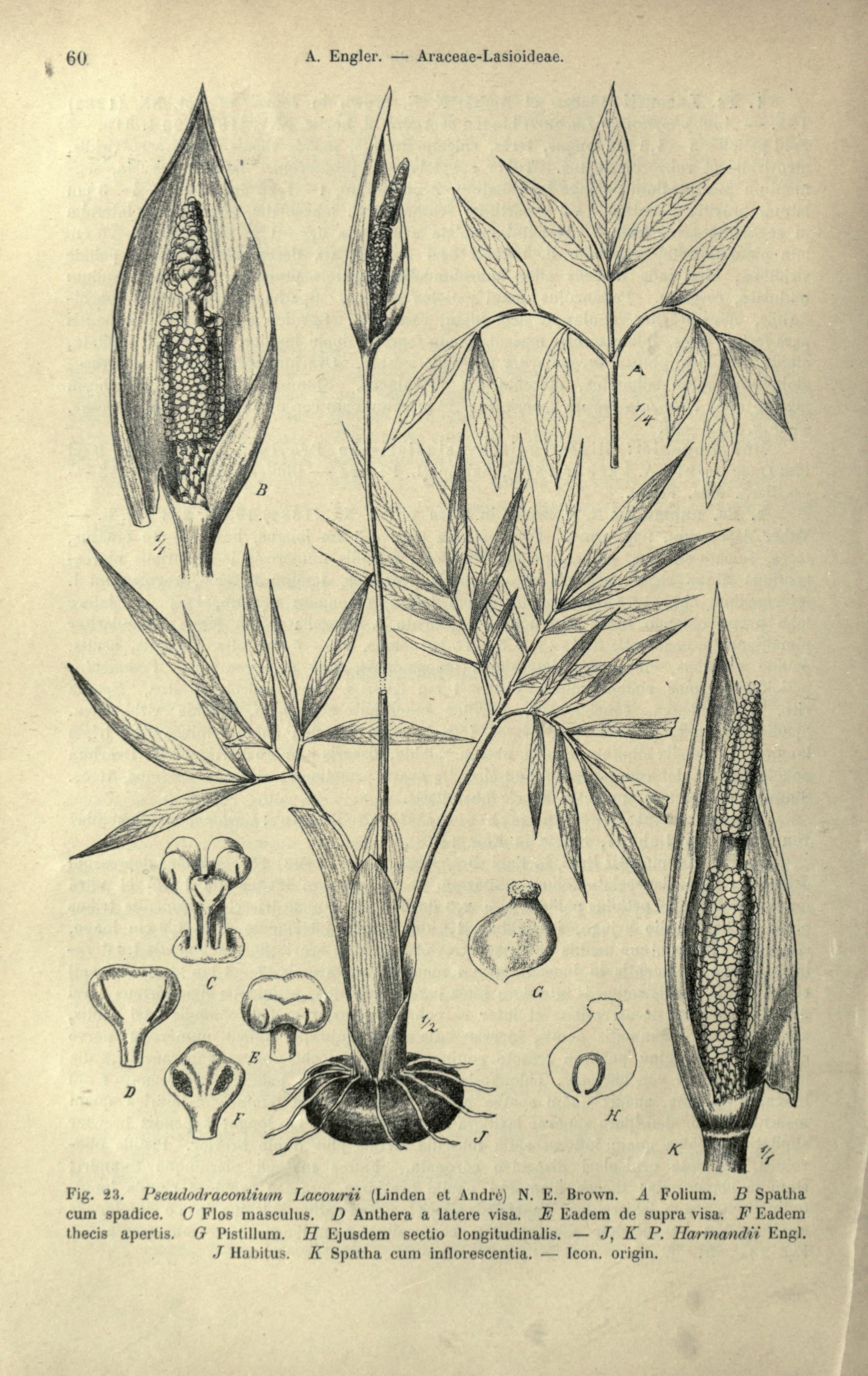 no full size  illustration available (3a)