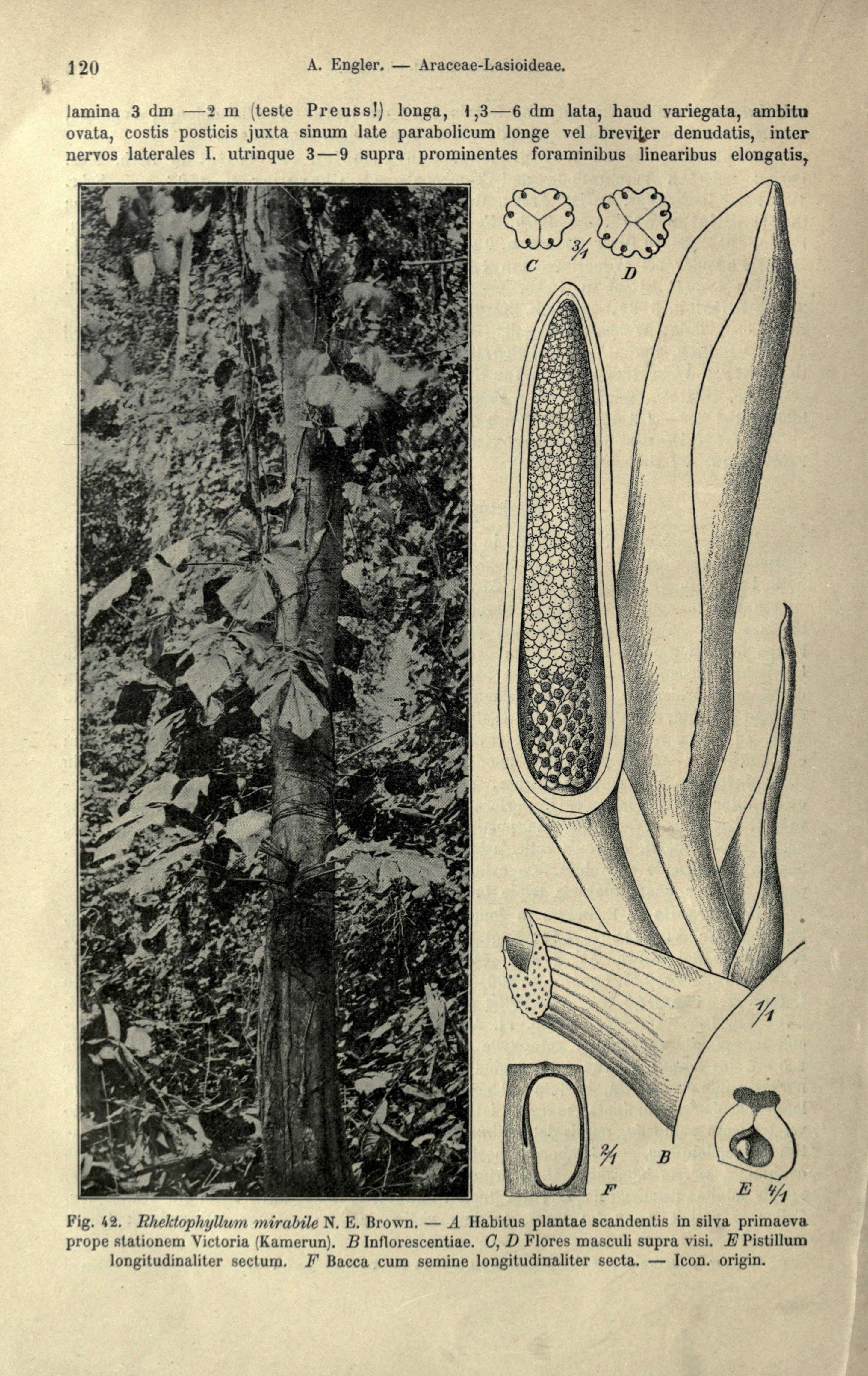 no full size  illustration available (3a)