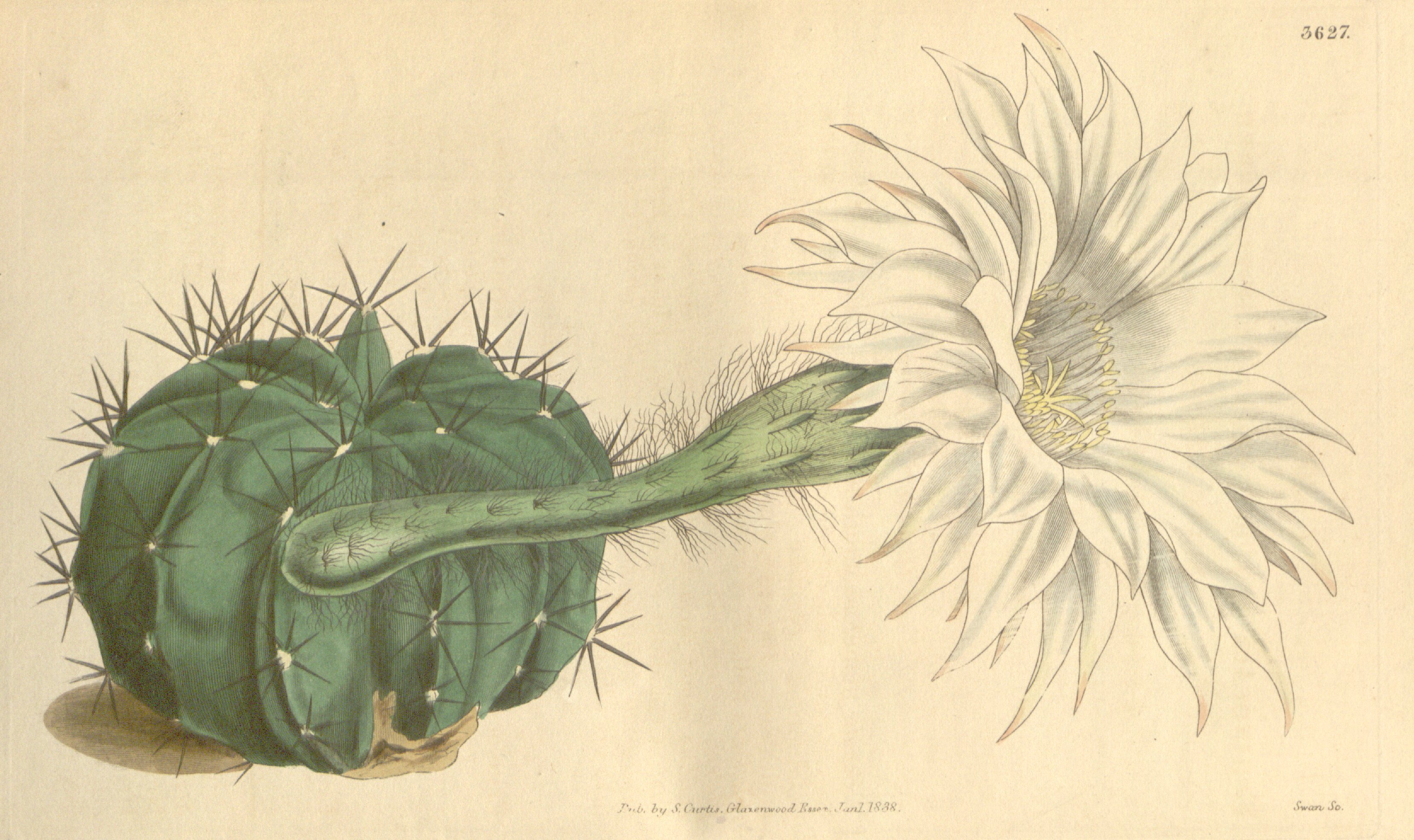 no full size  illustration available (3a)