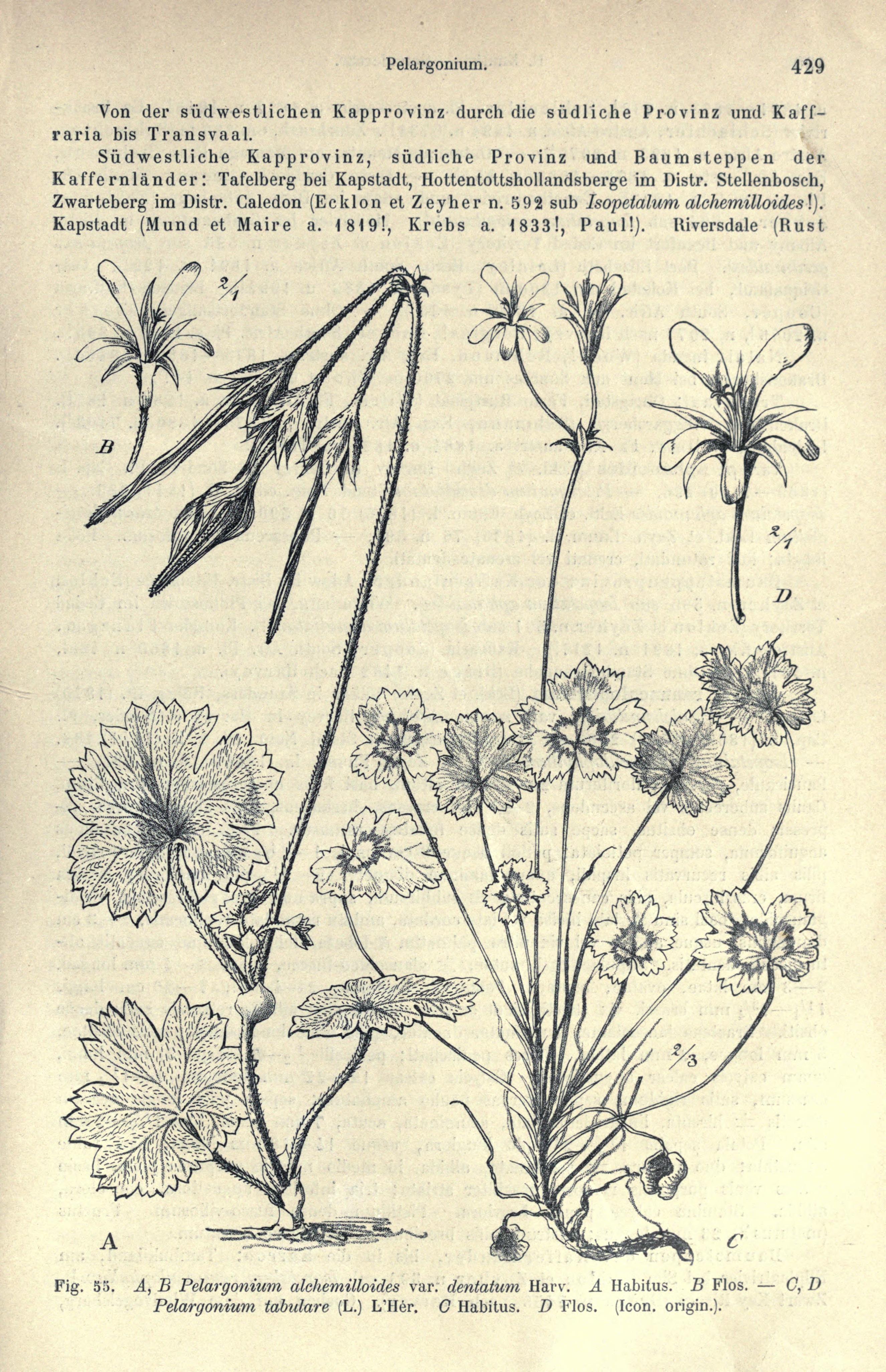 no full size  illustration available (3a)